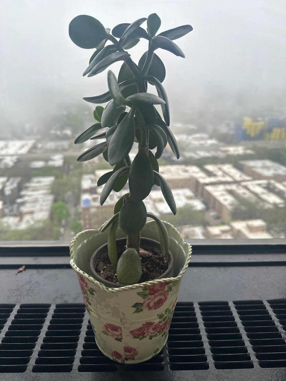 Jade Plant in Decorative Pot