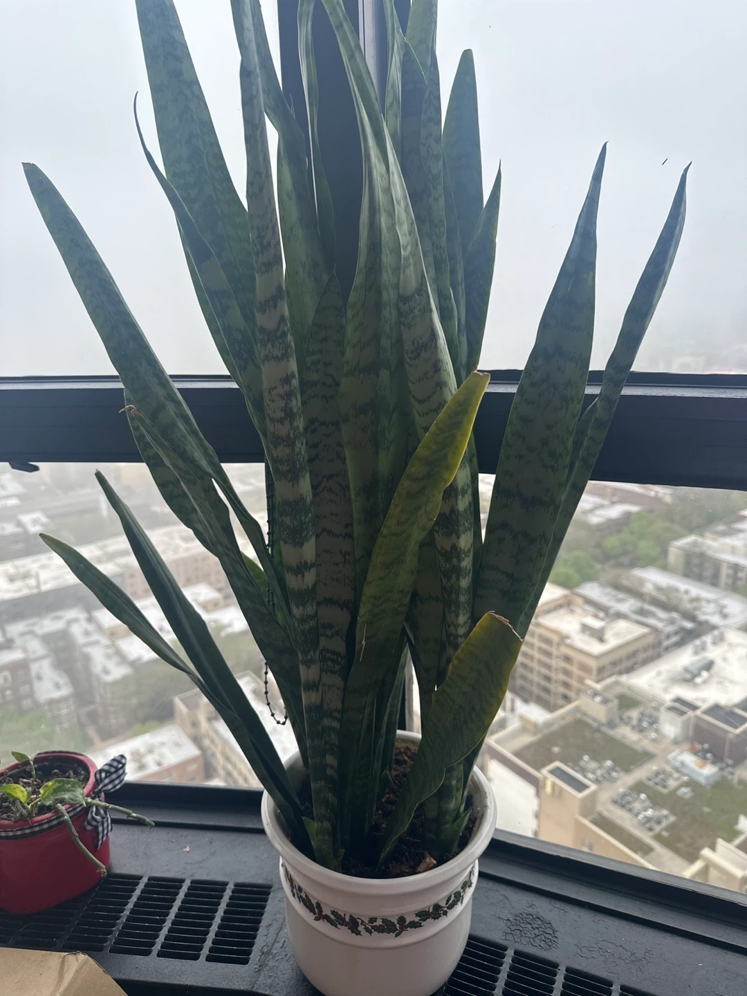 Snake Plant in White Pot