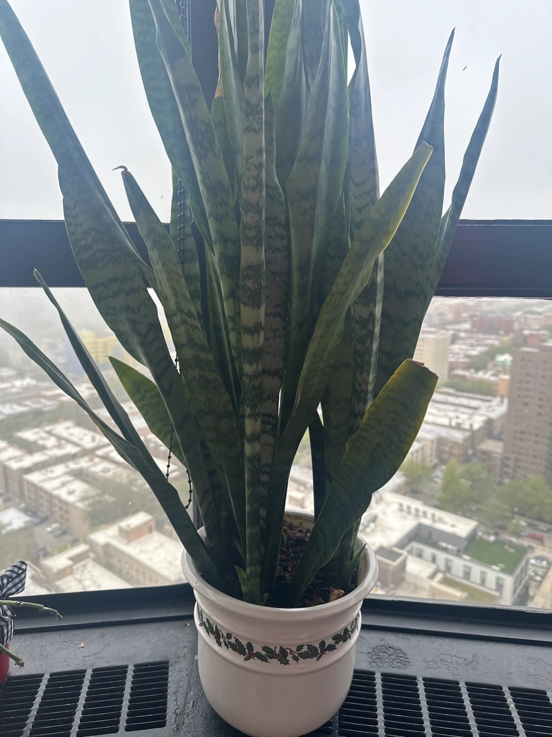 Snake Plant in White Pot - photo 2