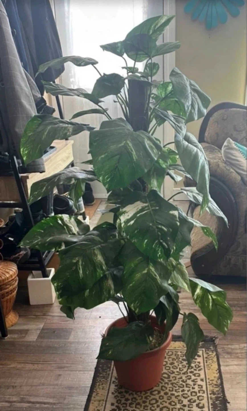 Philodendron Birkin Artifical plant