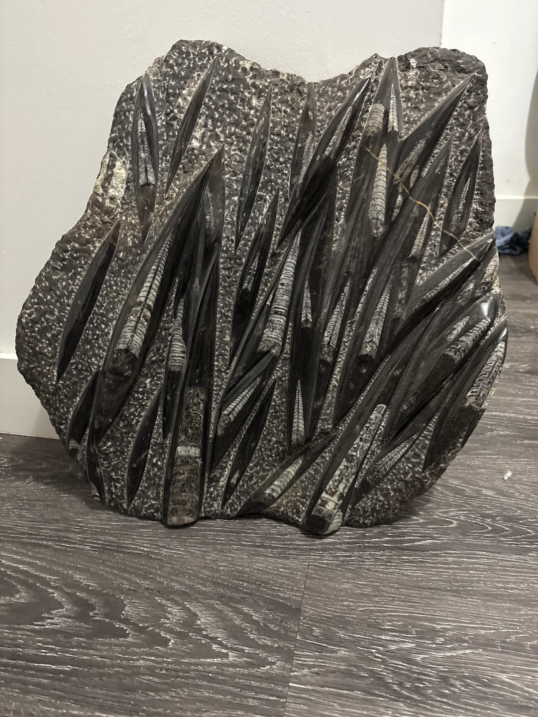 Fossil Orthoceras Stone Decor - photo 2