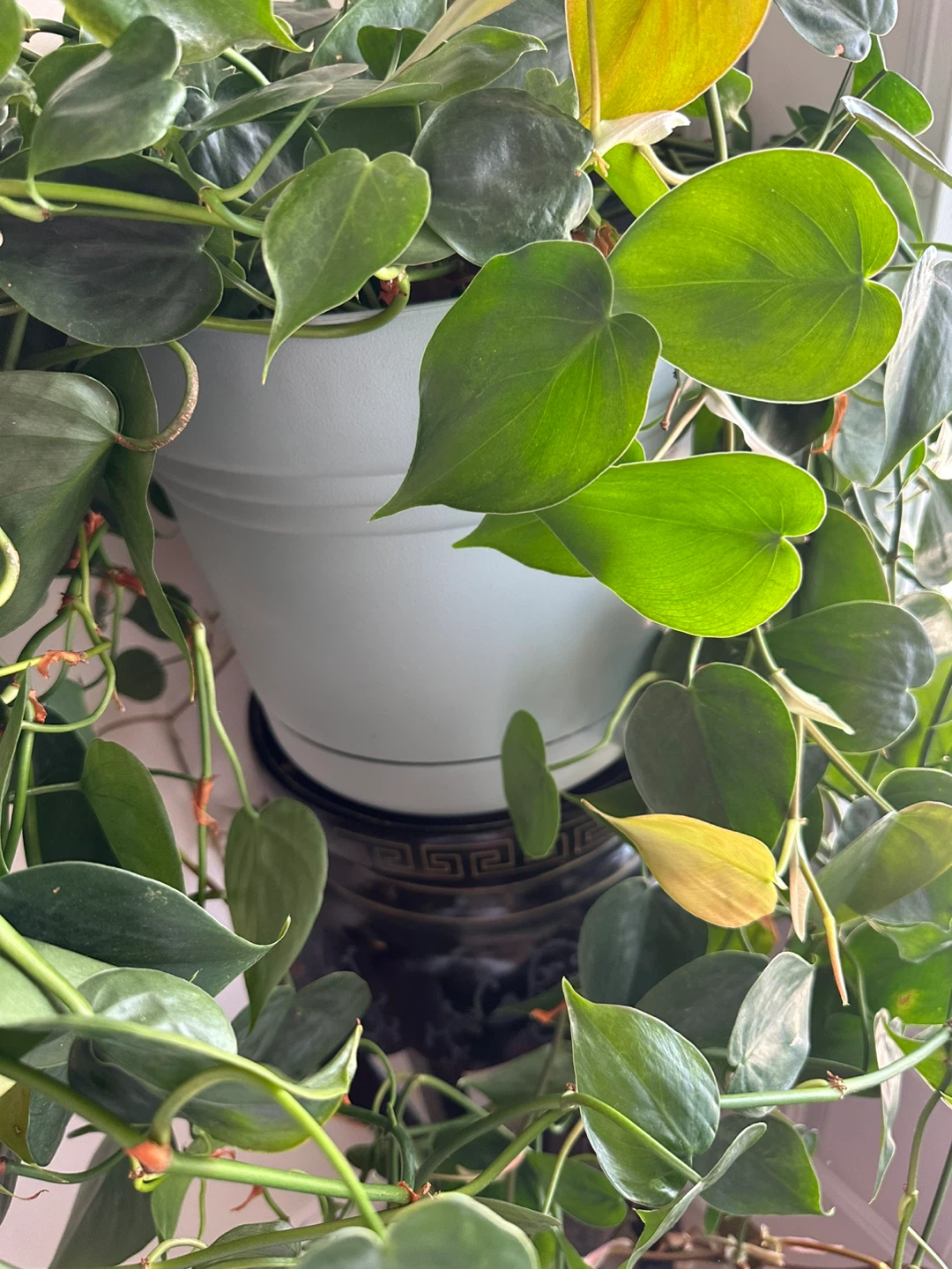 Heartleaf Philodendron Plant - photo 2