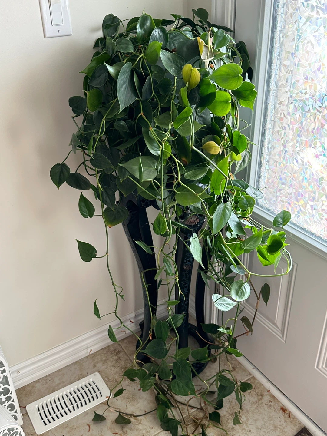 Heartleaf Philodendron Plant