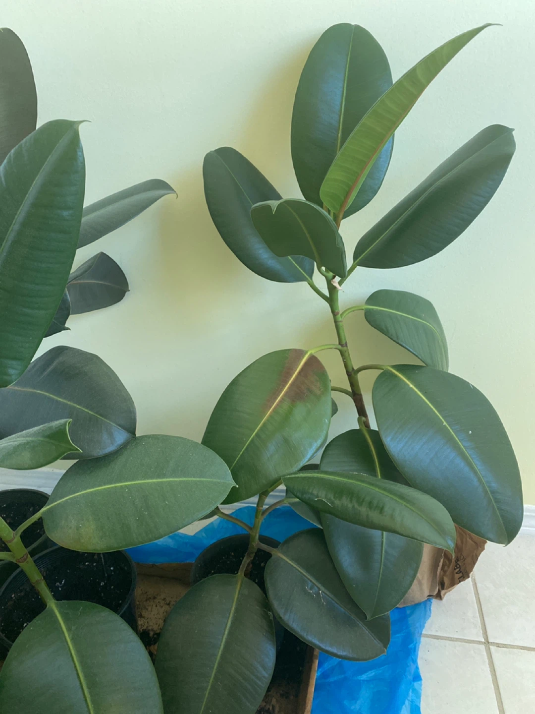 Rubber Plant 85 cm