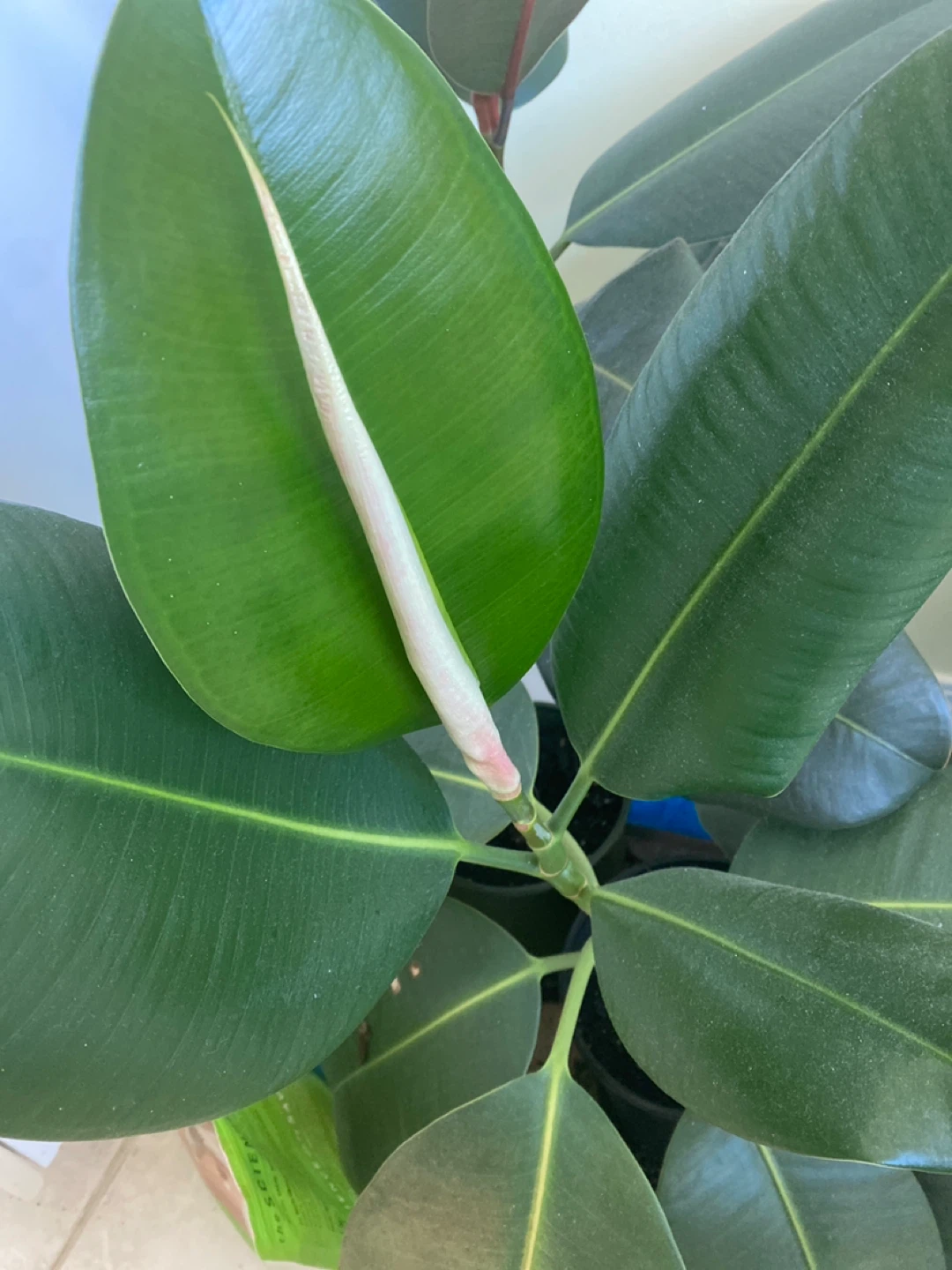 Rubber Plant 85 cm - photo 2