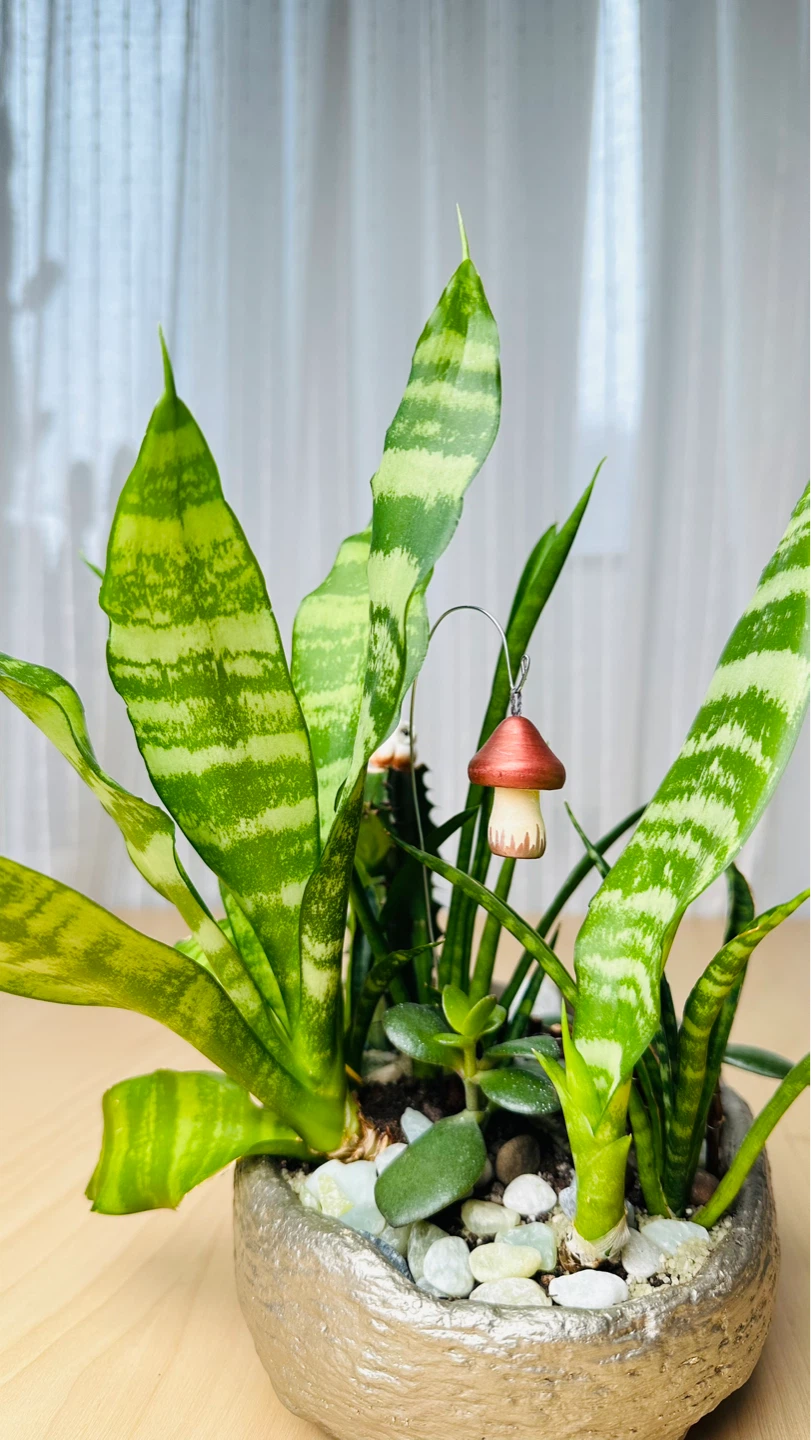 🌱Spring On Sale/ cute plant arrangement - photo 5