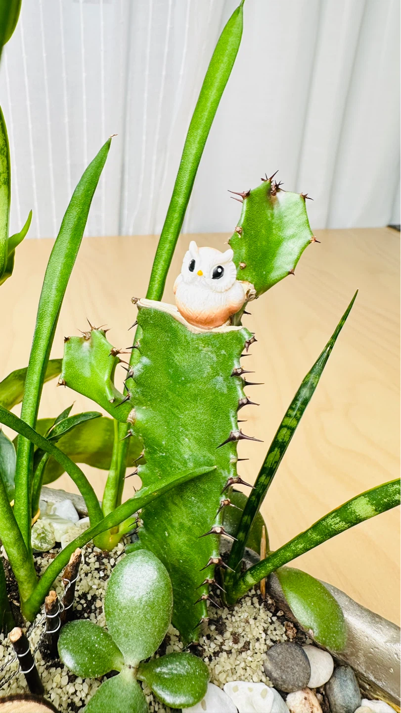 🌱Spring On Sale/ cute plant arrangement - photo 4