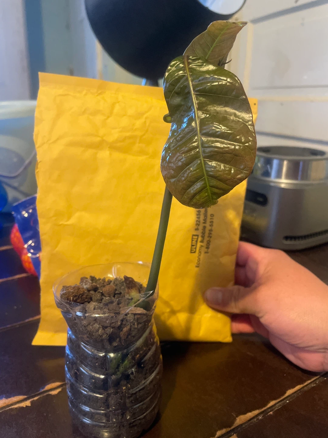 Mango Tree Sapling in Recycled Bottle Planter