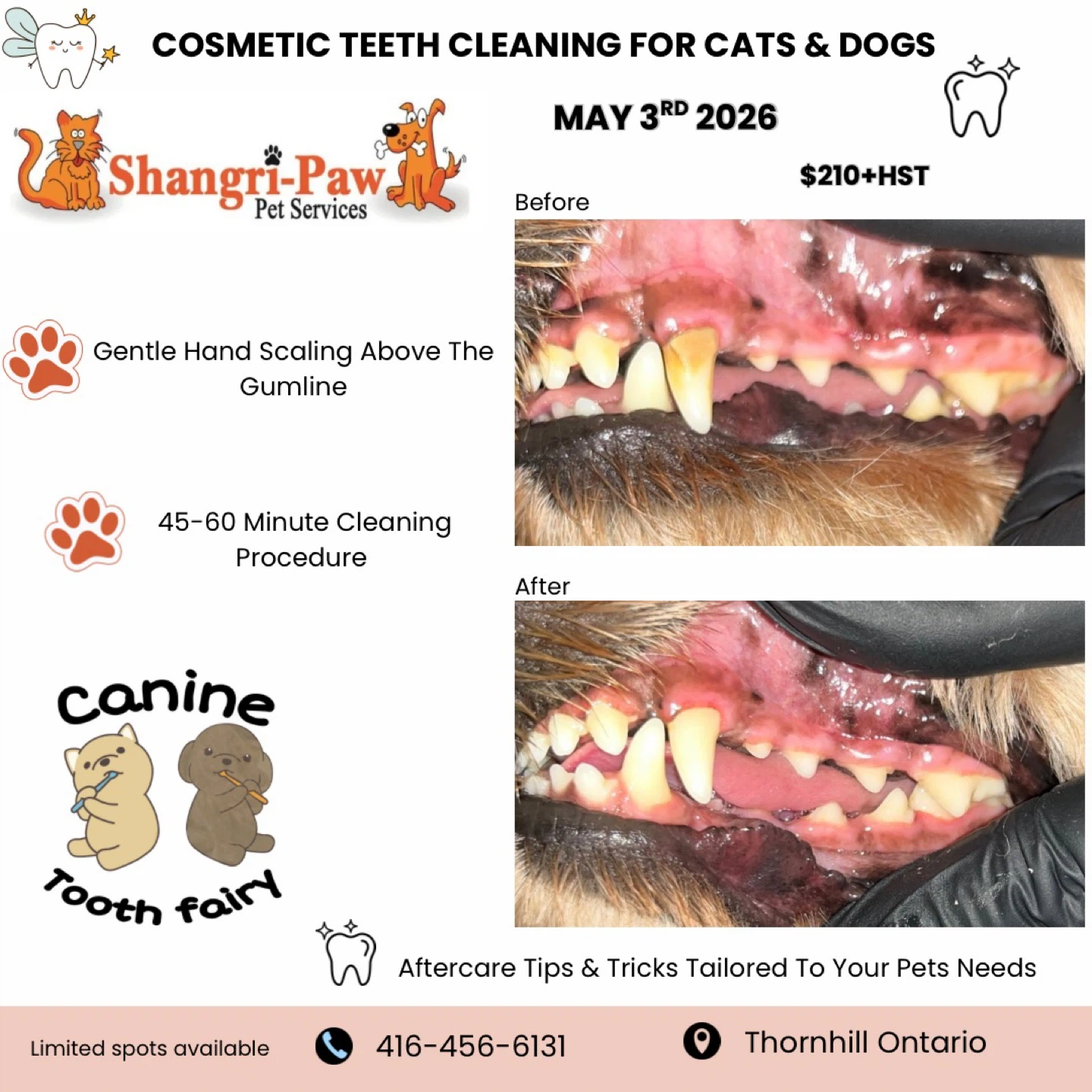Cosmetic Teeth Cleaning for Cats & Dogs