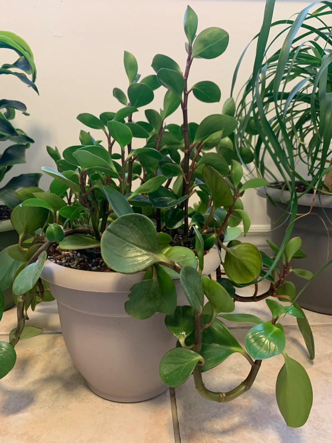 Large Mature Peperomia Plant – Full, Healthy, Comes with Pot - photo 2
