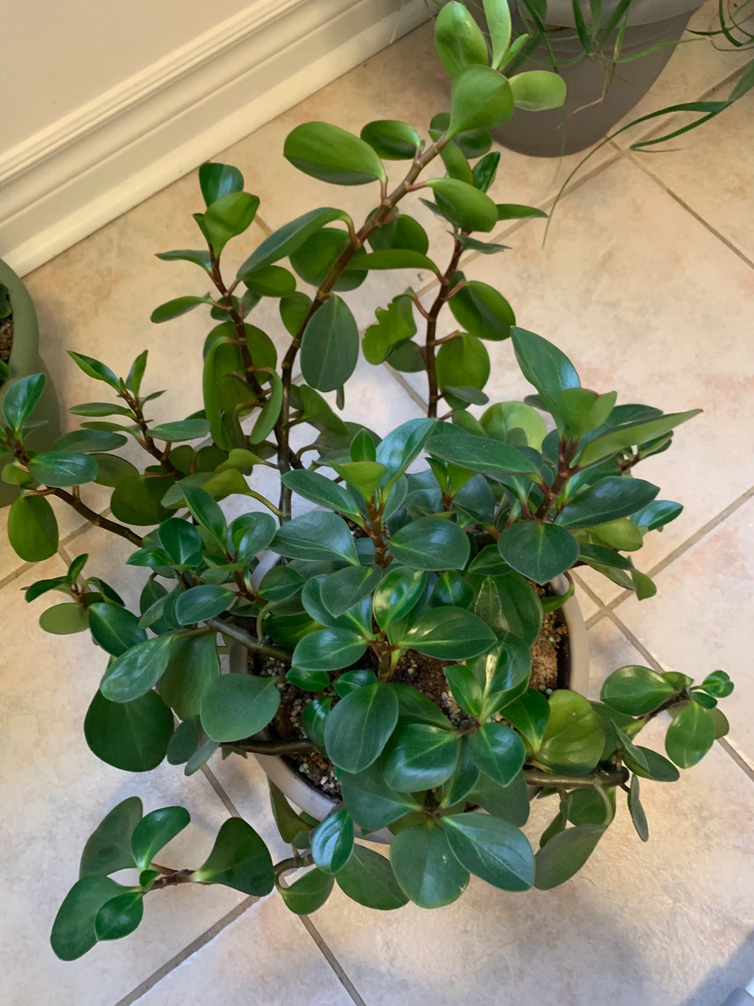 Large Mature Peperomia Plant – Full, Healthy, Comes with Pot - photo 3