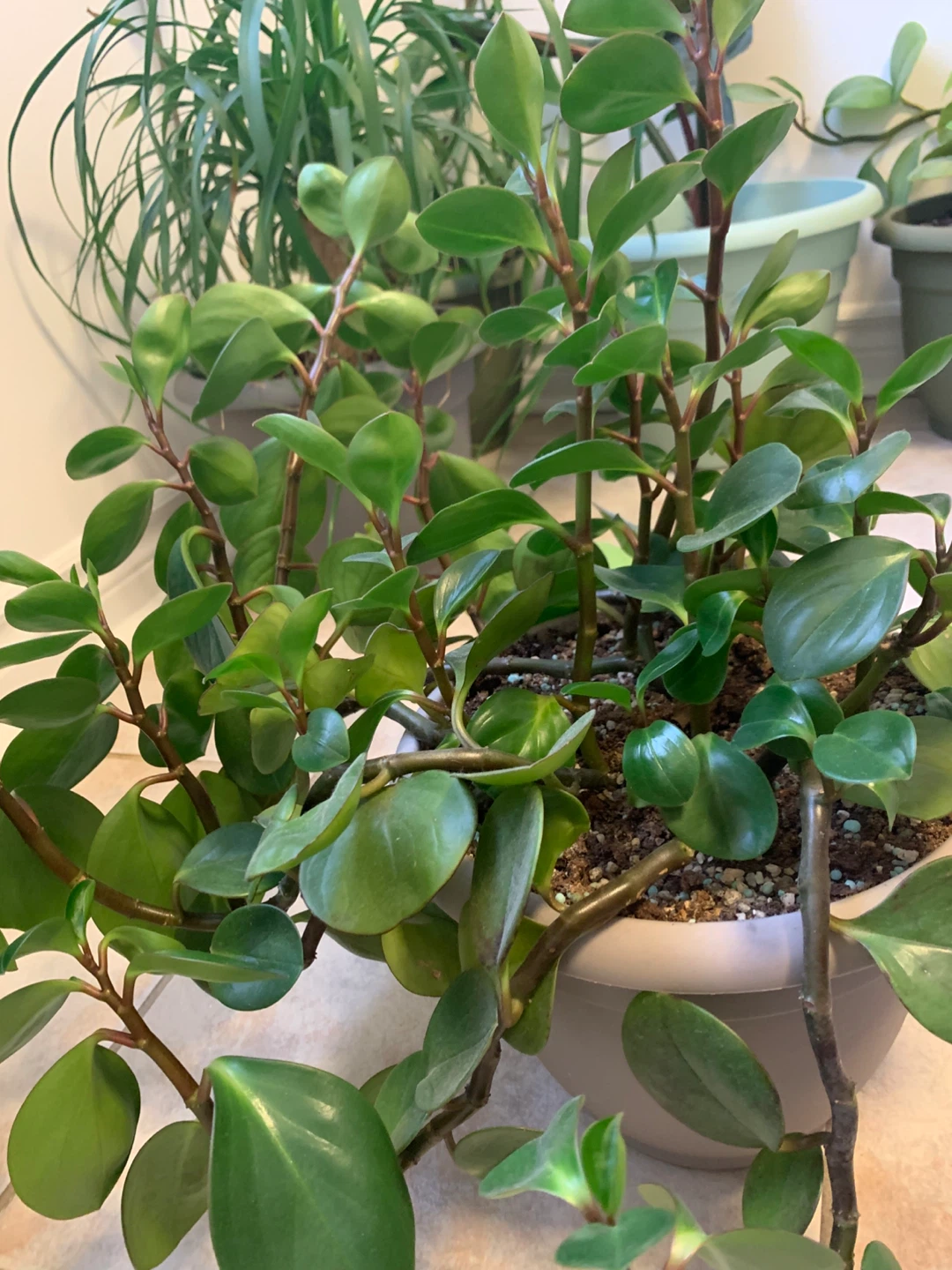 Large Mature Peperomia Plant – Full, Healthy, Comes with Pot - photo 4