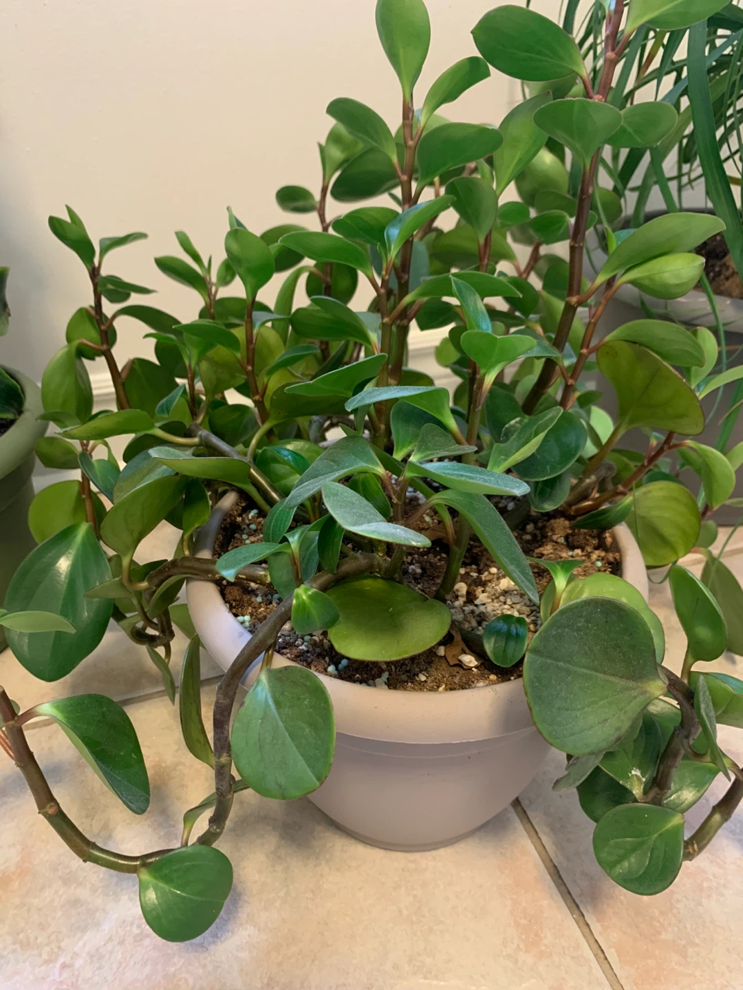 Large Mature Peperomia Plant – Full, Healthy, Comes with Pot