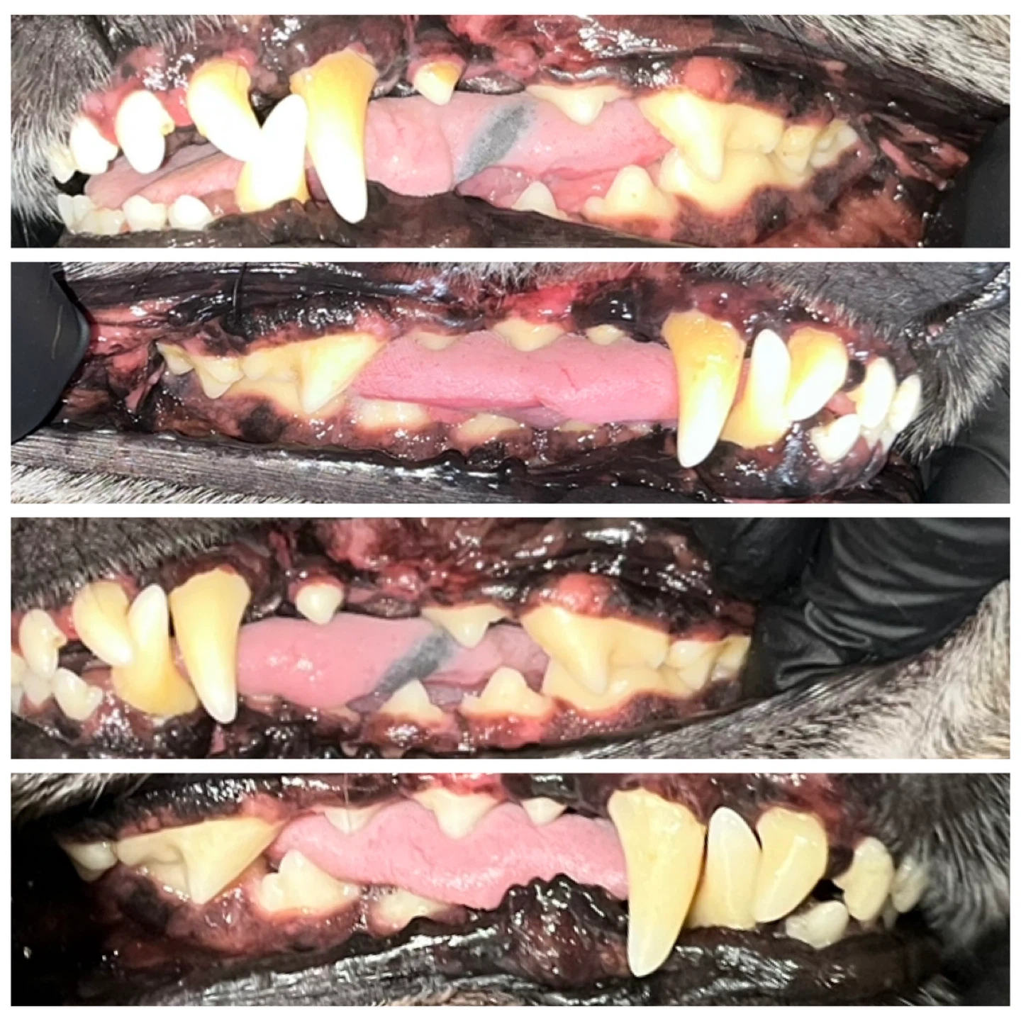 Cosmetic Teeth Cleaning for Cats & Dogs - photo 2