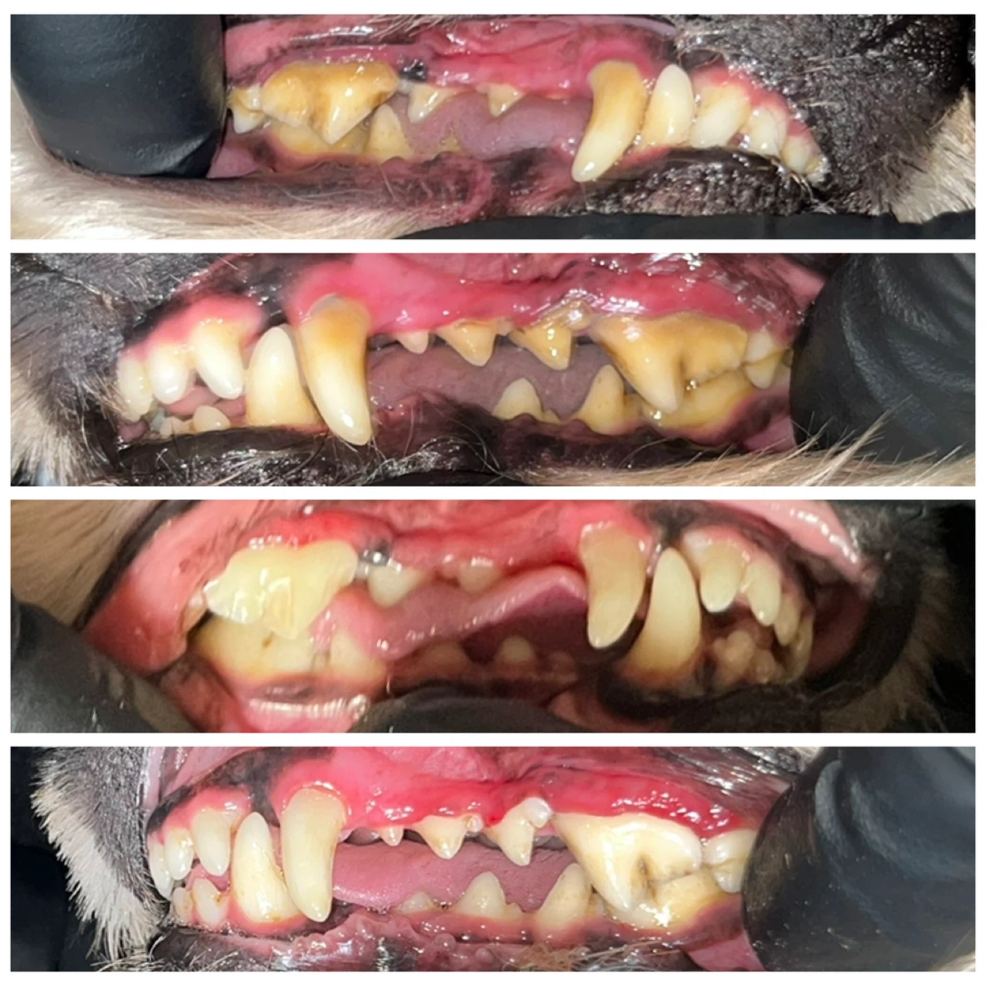 Cosmetic Teeth Cleaning for Cats & Dogs - photo 4