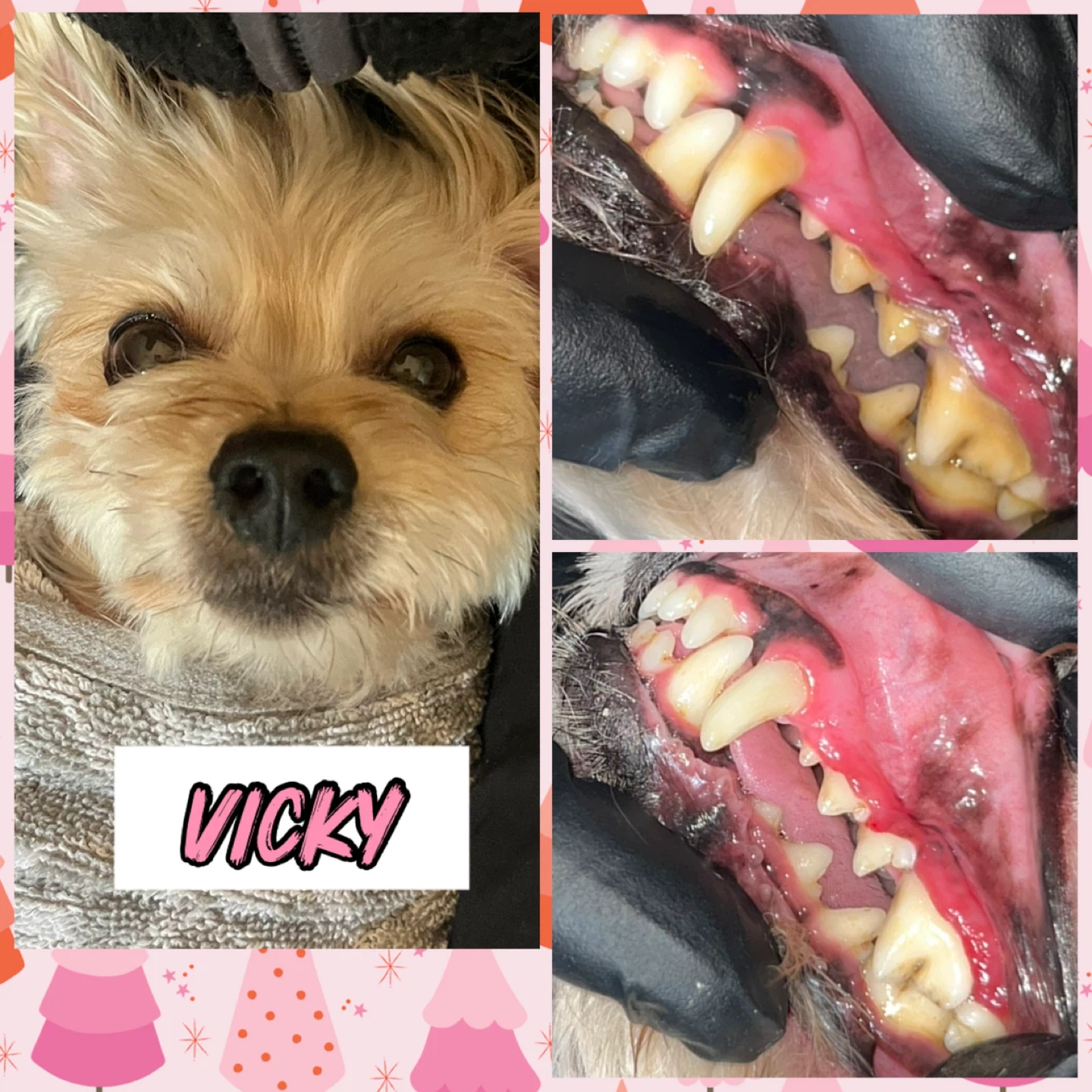 Cosmetic Teeth Cleaning for Cats & Dogs - photo 3