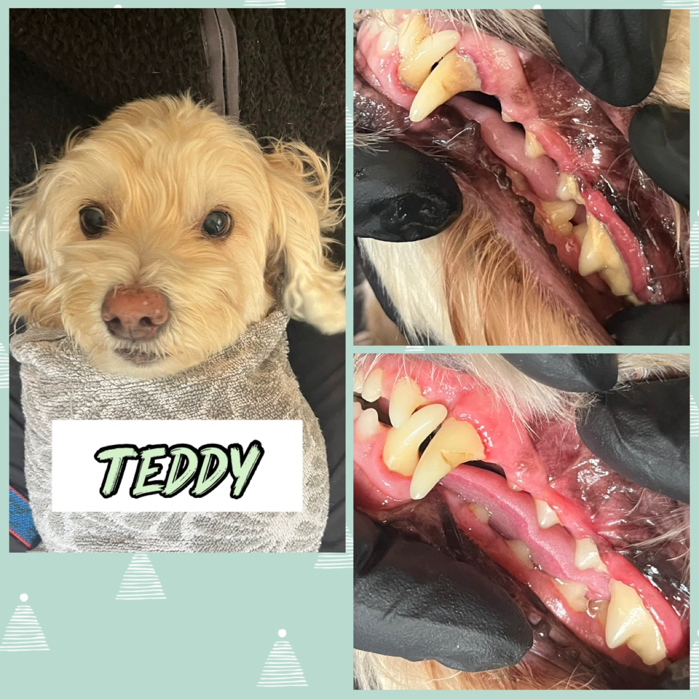 Cosmetic Teeth Cleaning for Cats & Dogs - photo 5