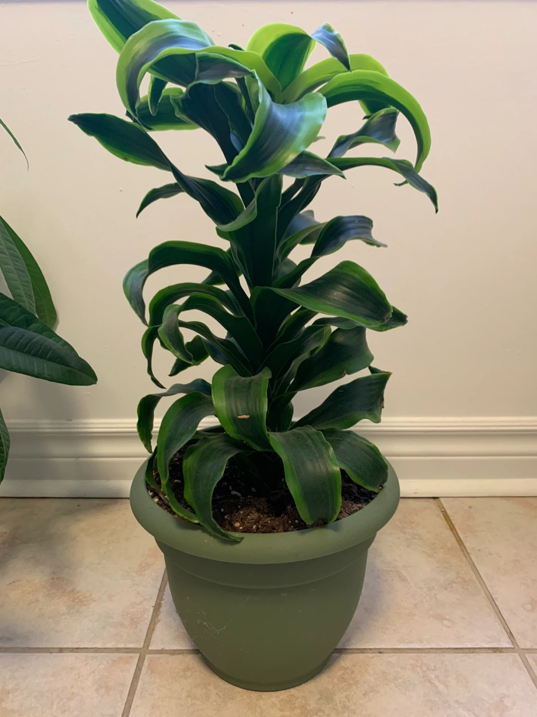 Large Healthy Dracaena Plant – Tall, Full & Comes with Pot