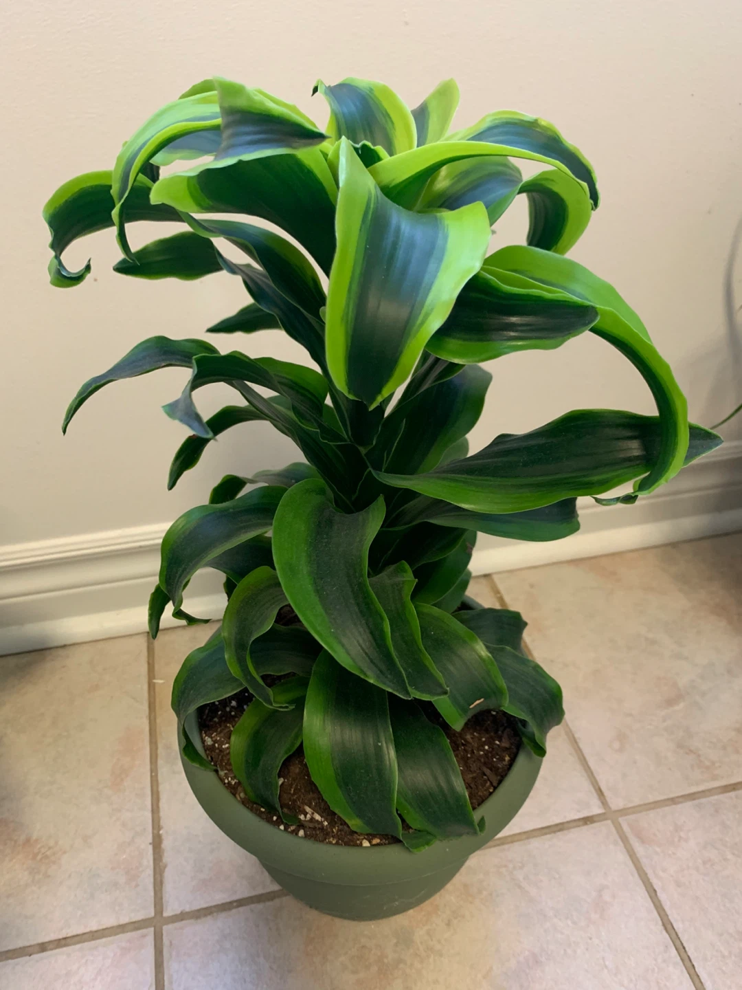 Large Healthy Dracaena Plant – Tall, Full & Comes with Pot - photo 2