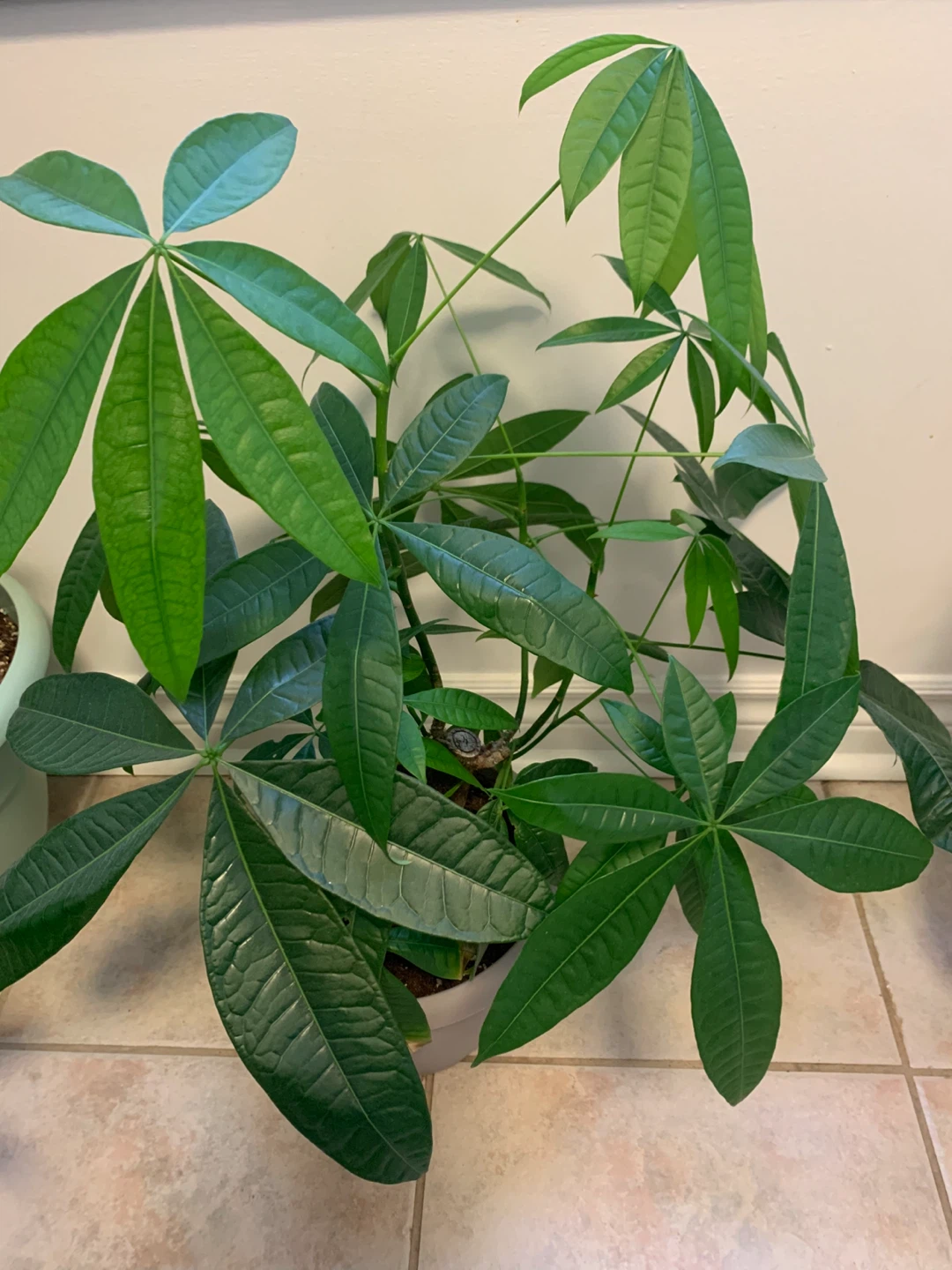 Large Healthy Money Tree – Mature, Full & Comes with Pot - photo 2