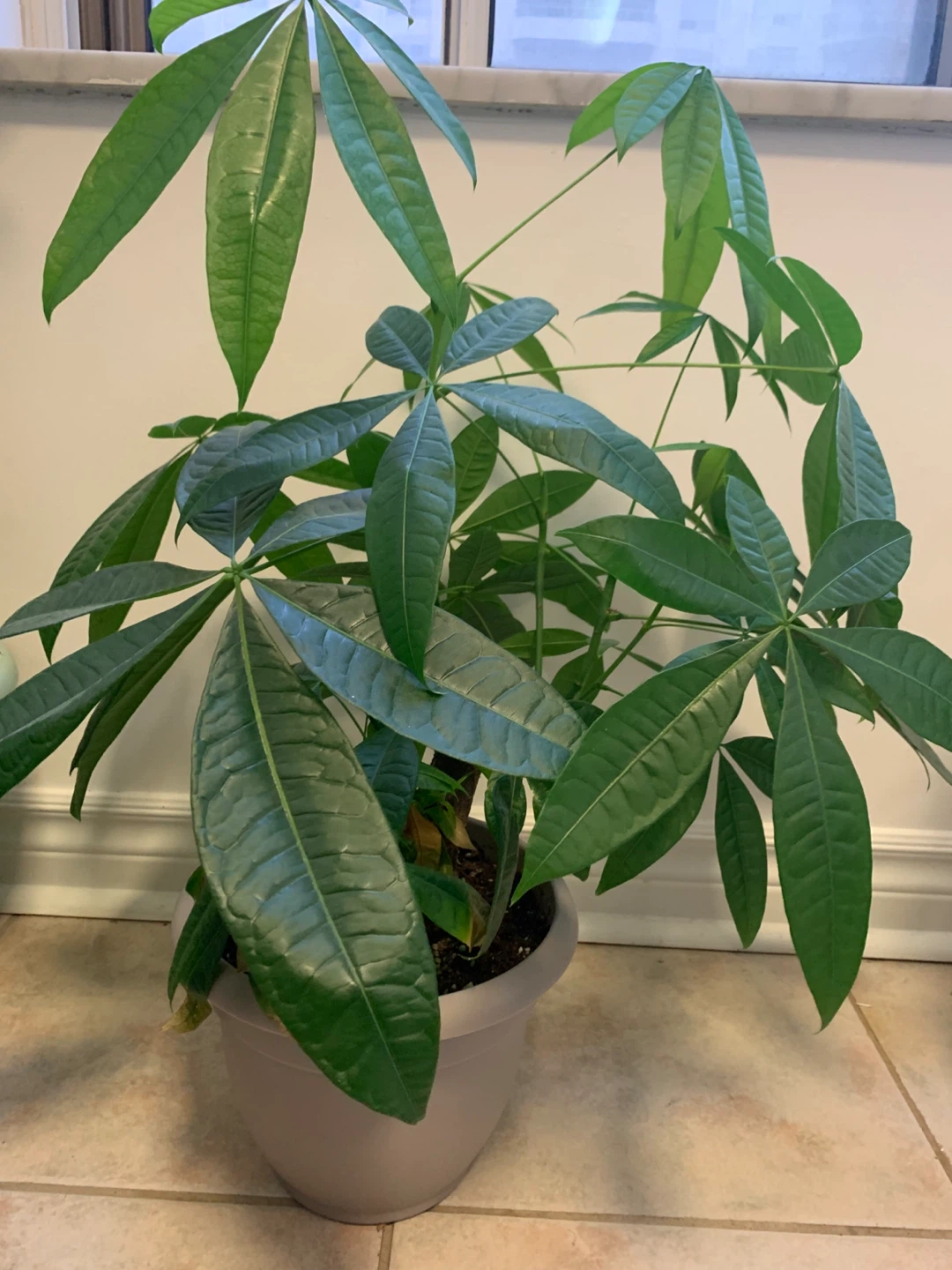 Large Healthy Money Tree – Mature, Full & Comes with Pot