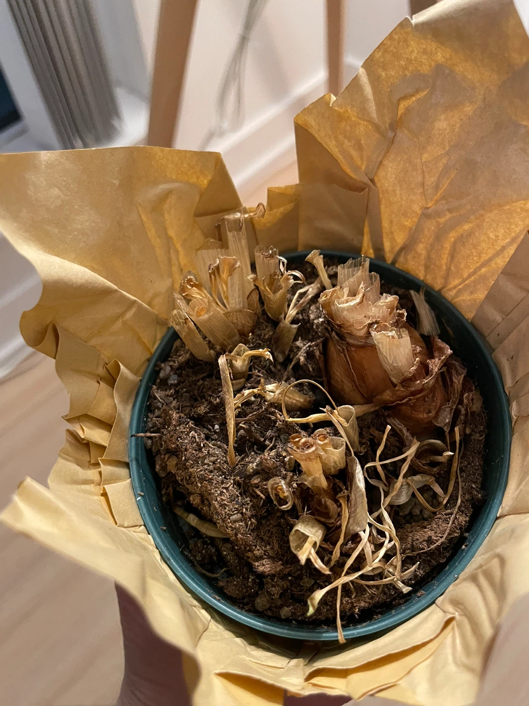 Mini daffodil bulbs in a pot - photo 2
