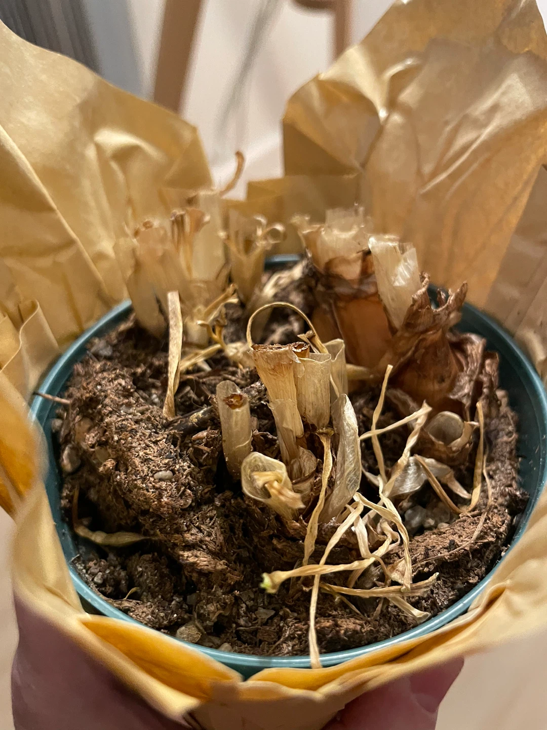 Mini daffodil bulbs in a pot
