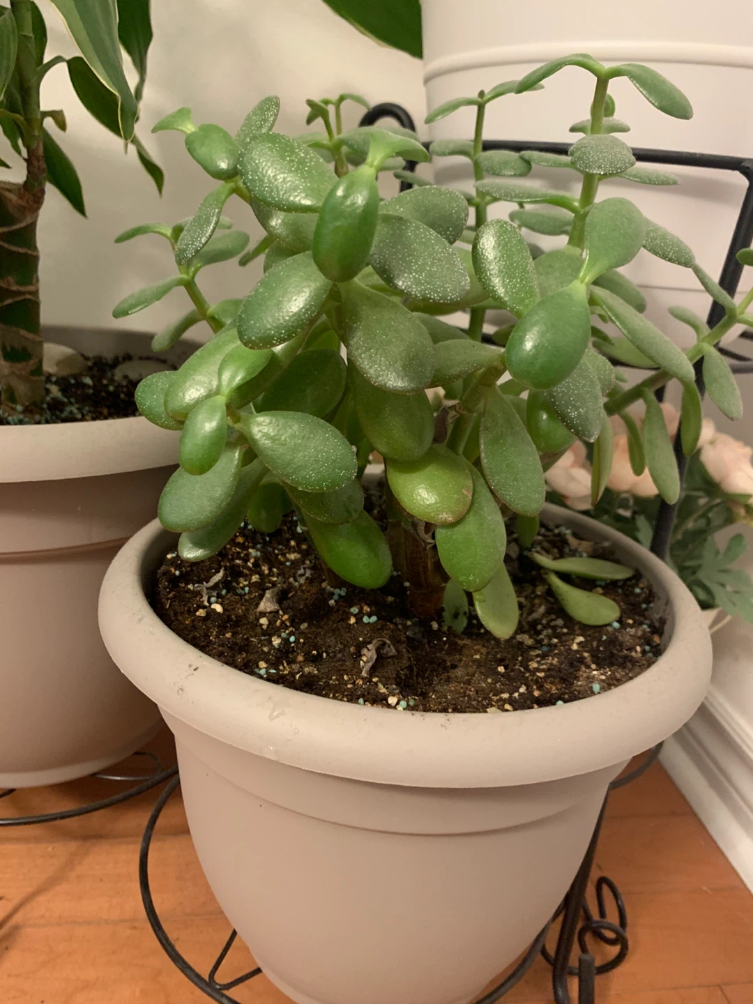 Healthy Jade Plant (Succulent) – Full, Mature & Comes with Pot