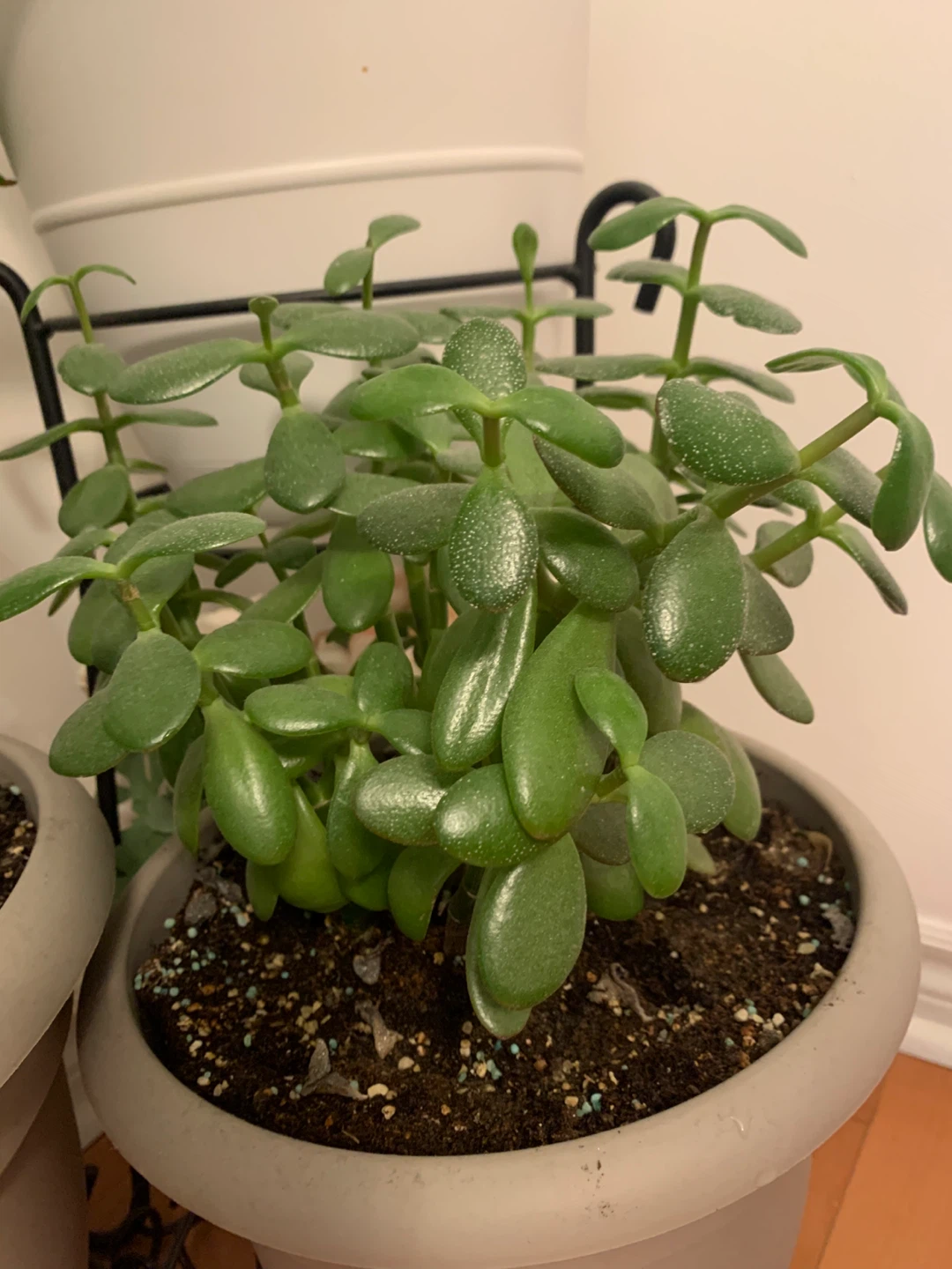 Healthy Jade Plant (Succulent) – Full, Mature & Comes with Pot - photo 3