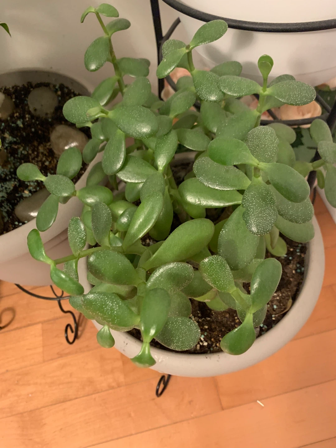 Healthy Jade Plant (Succulent) – Full, Mature & Comes with Pot - photo 2