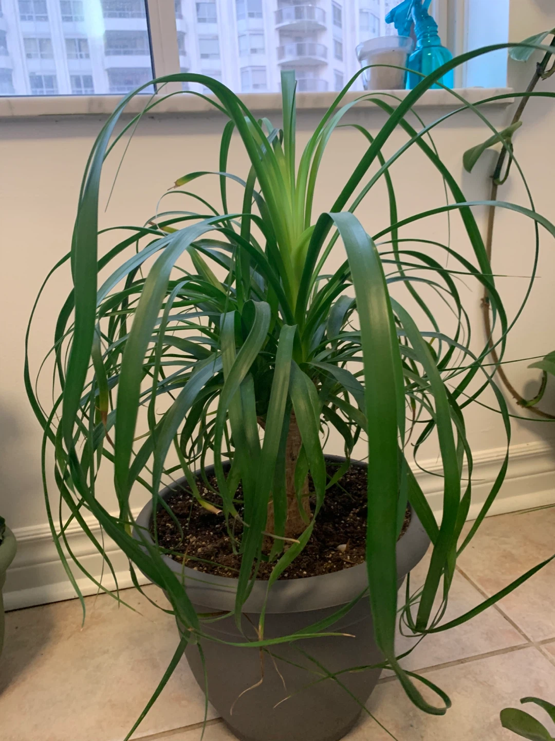 Large Healthy Ponytail Palm – Full, Decorative & Comes with Pot