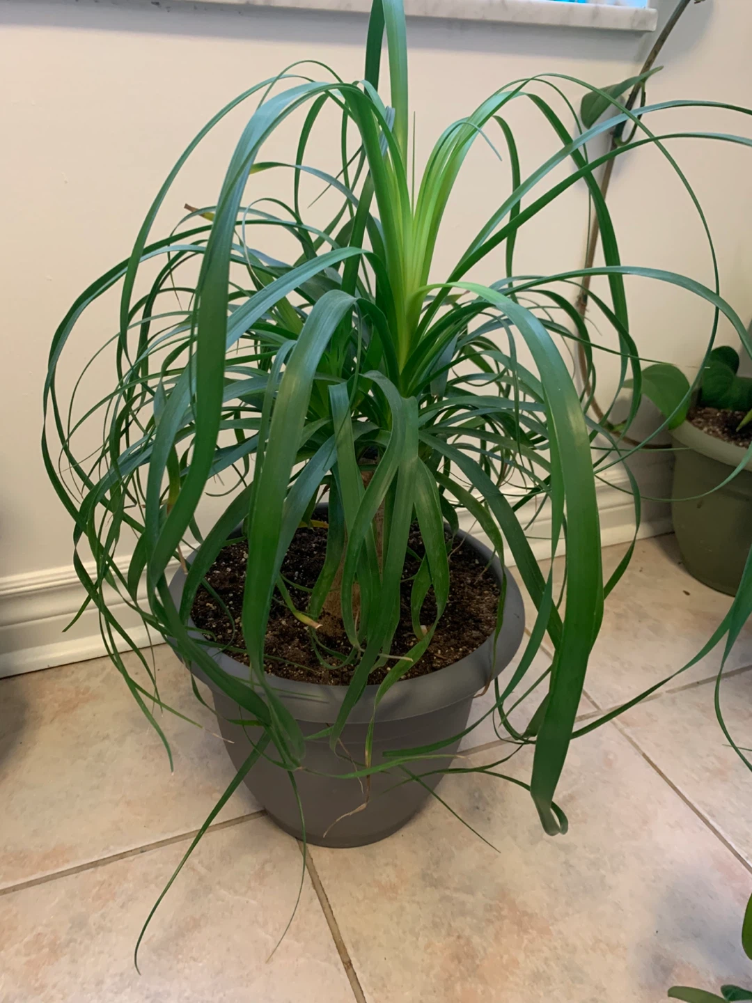 Large Healthy Ponytail Palm – Full, Decorative & Comes with Pot - photo 3