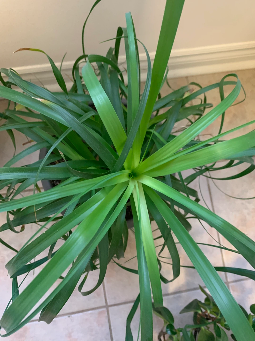 Large Healthy Ponytail Palm – Full, Decorative & Comes with Pot - photo 2