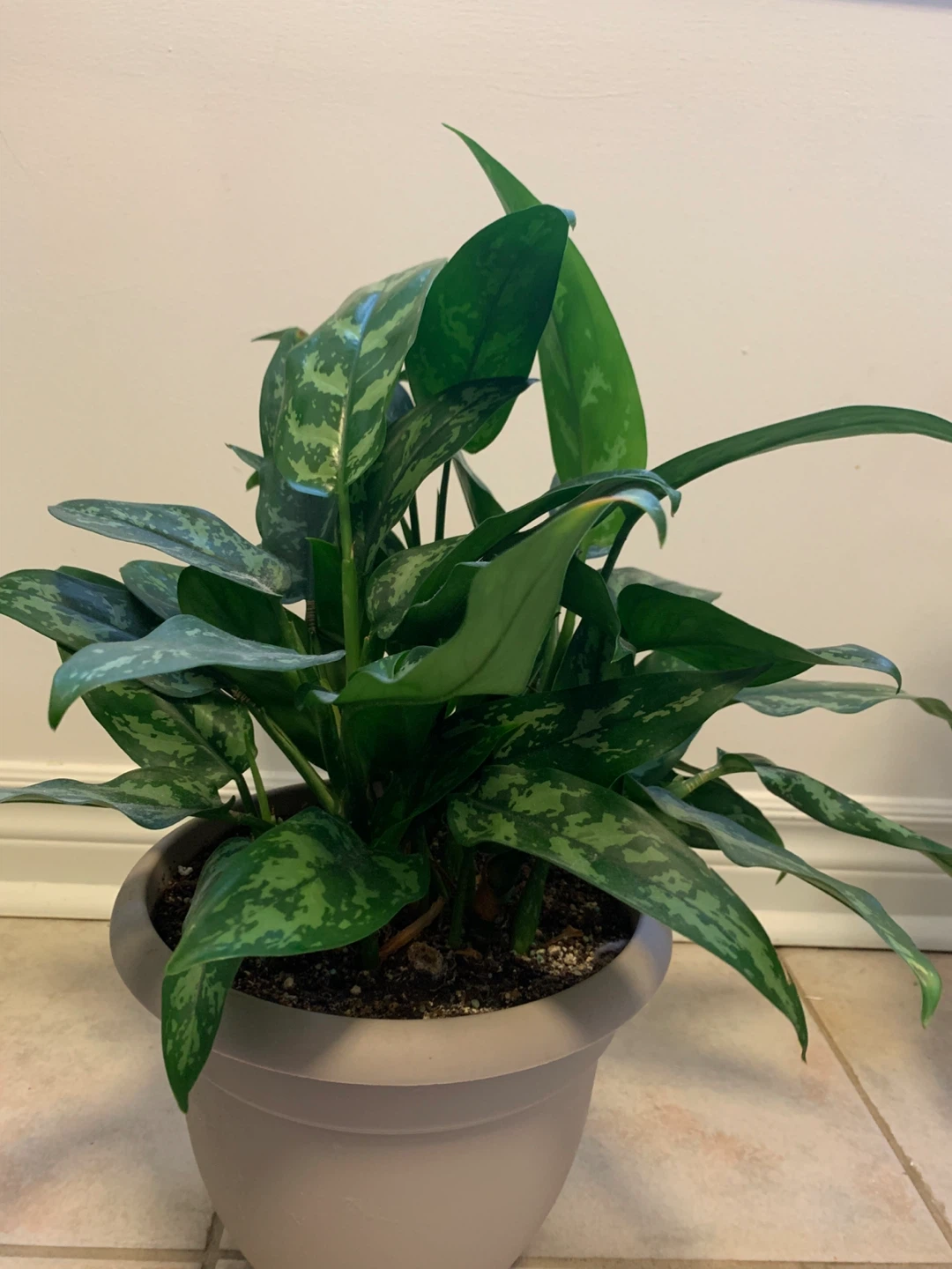 Chinese Evergreen Plant in Pot