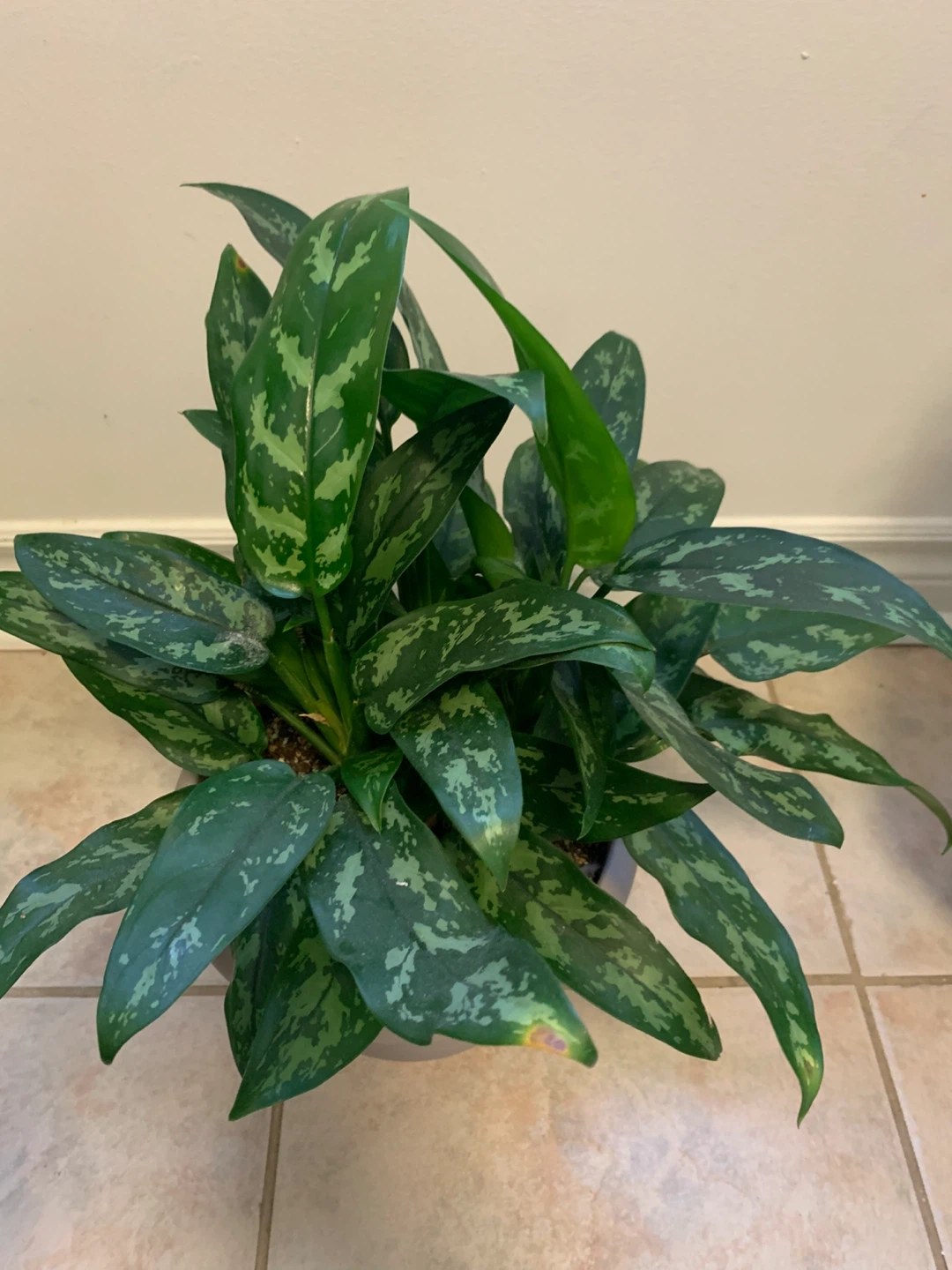 Chinese Evergreen Plant in Pot - photo 2