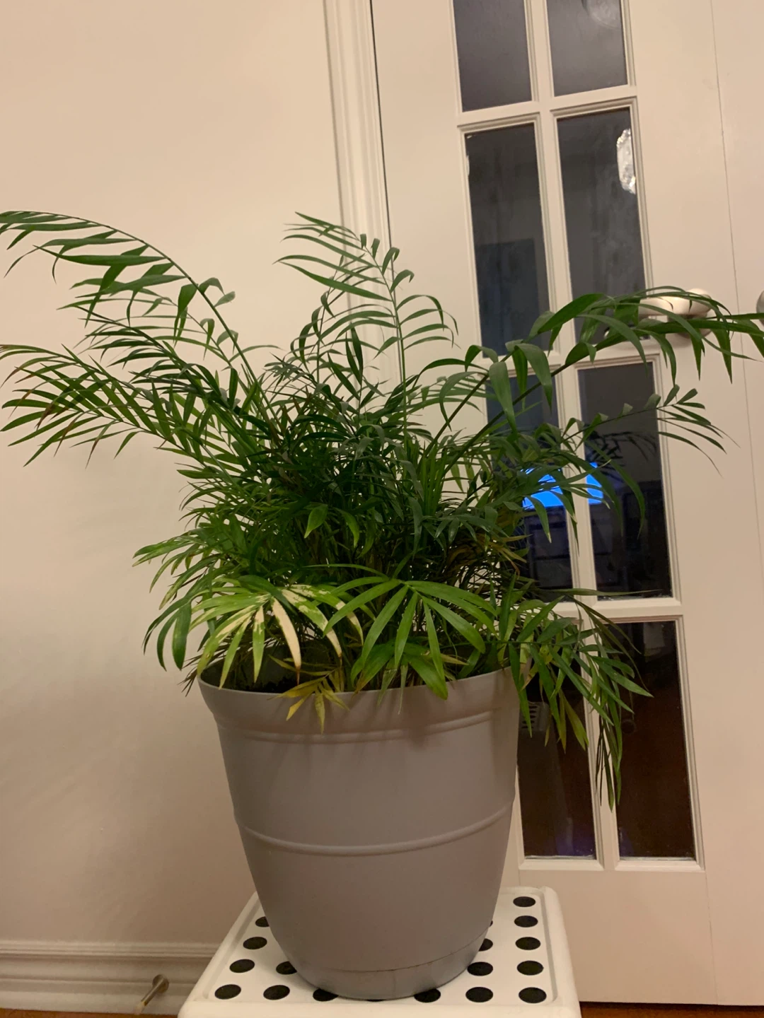 Parlor Palm – Lush Indoor Plant, Mature & Comes with Pot