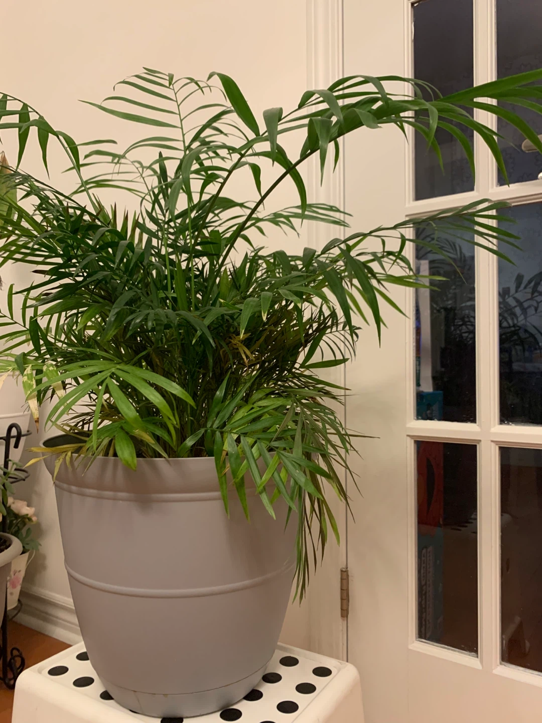 Parlor Palm – Lush Indoor Plant, Mature & Comes with Pot - photo 5