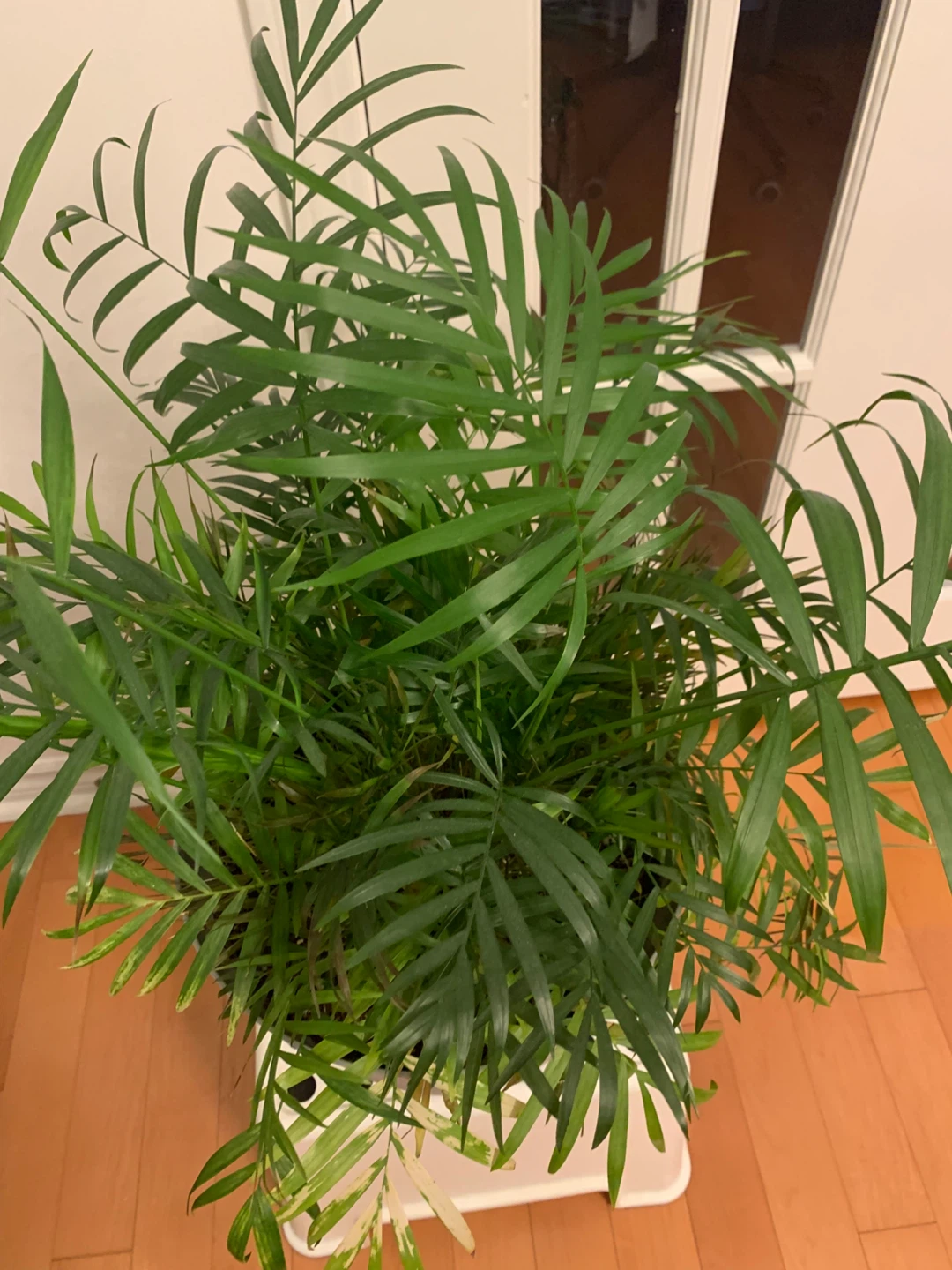 Parlor Palm – Lush Indoor Plant, Mature & Comes with Pot - photo 3