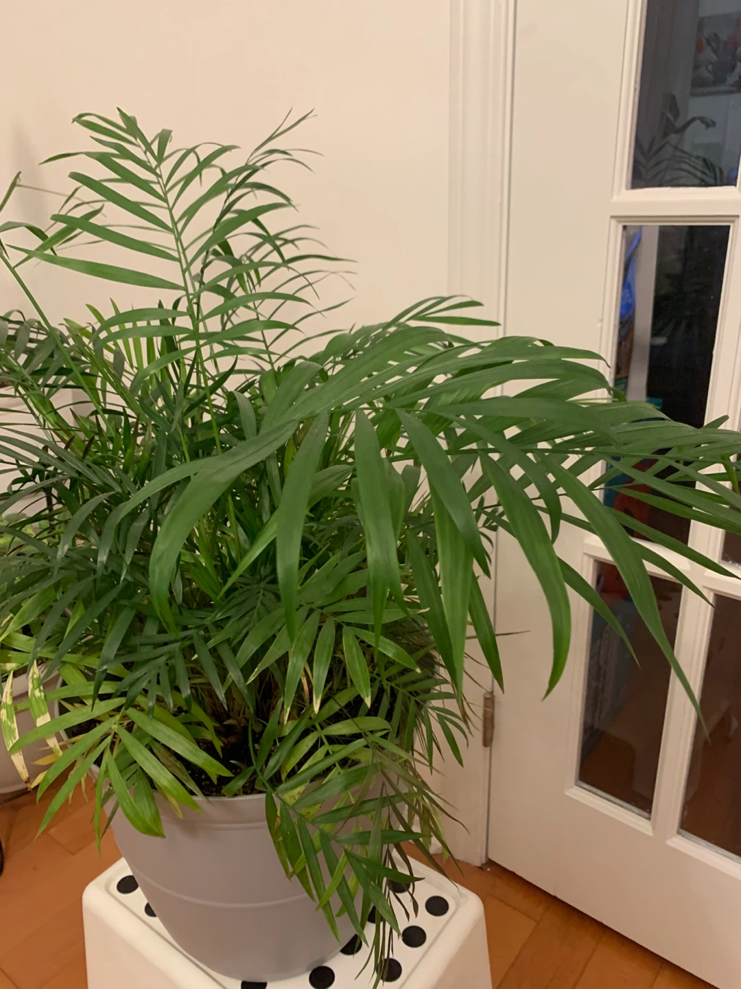 Parlor Palm – Lush Indoor Plant, Mature & Comes with Pot - photo 2