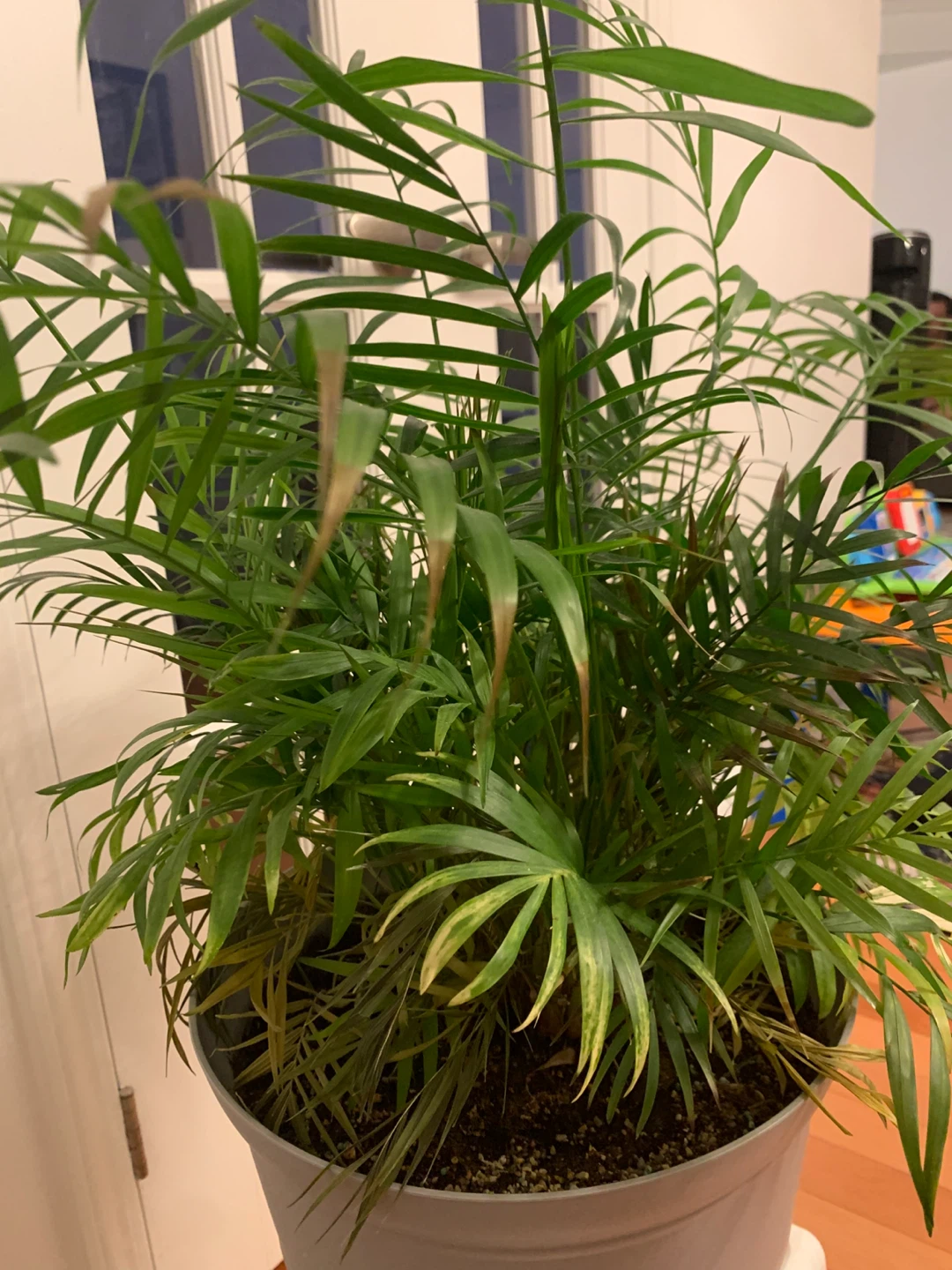 Parlor Palm – Lush Indoor Plant, Mature & Comes with Pot - photo 4