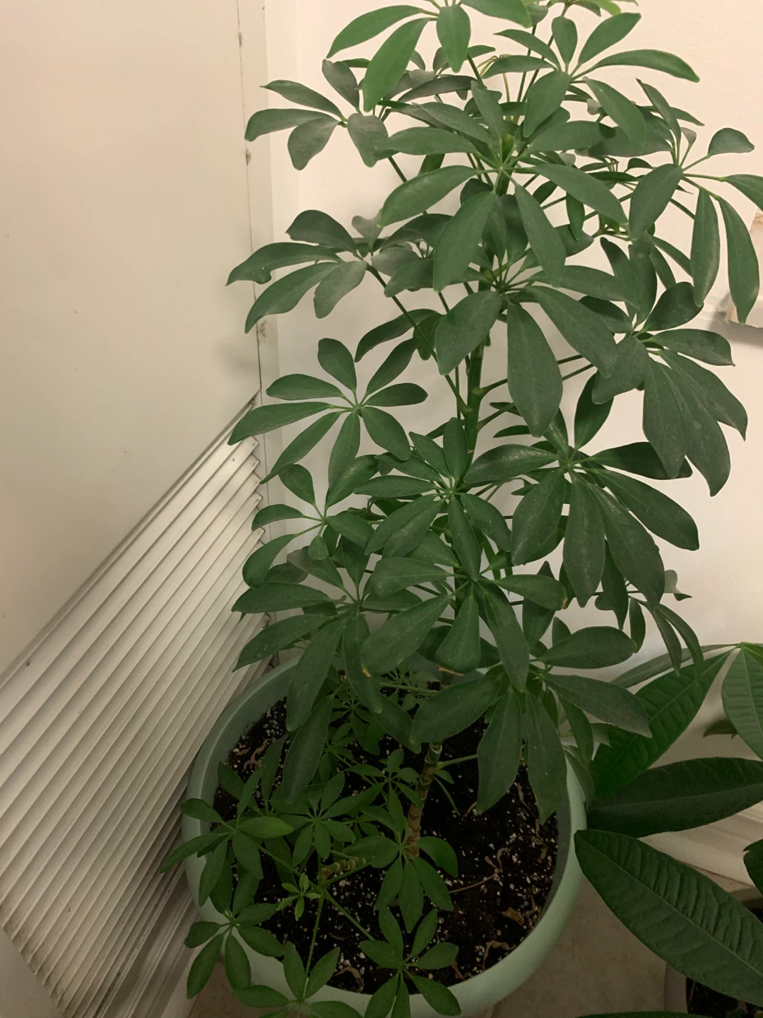 Tall Mature Umbrella Plant (Schefflera) – Comes with Pot - photo 5