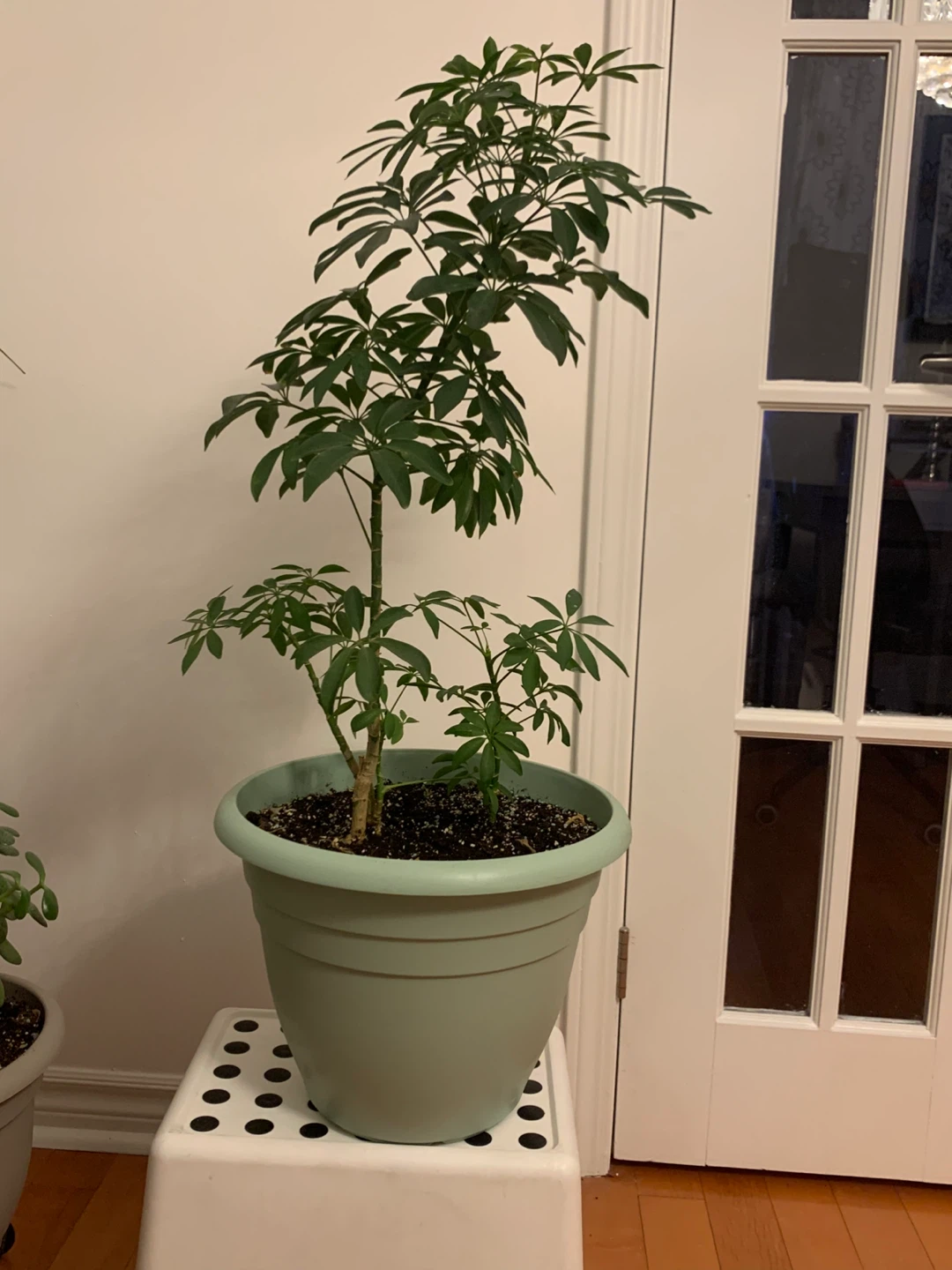 Tall Mature Umbrella Plant (Schefflera) – Comes with Pot - photo 4