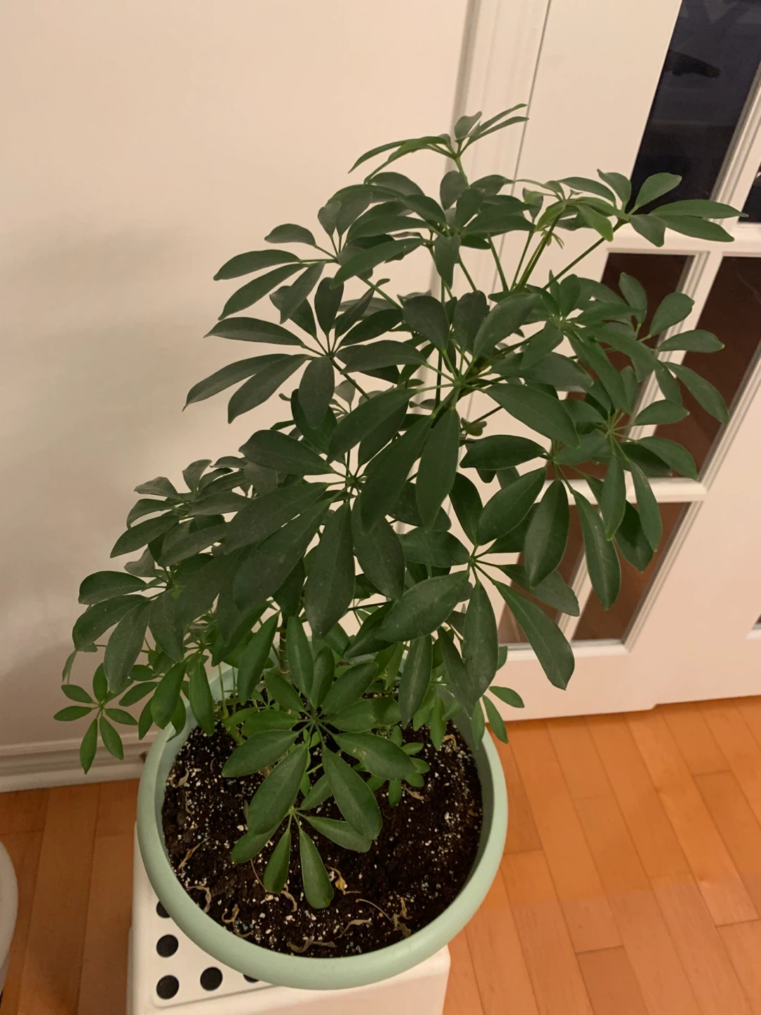 Tall Mature Umbrella Plant (Schefflera) – Comes with Pot - photo 2