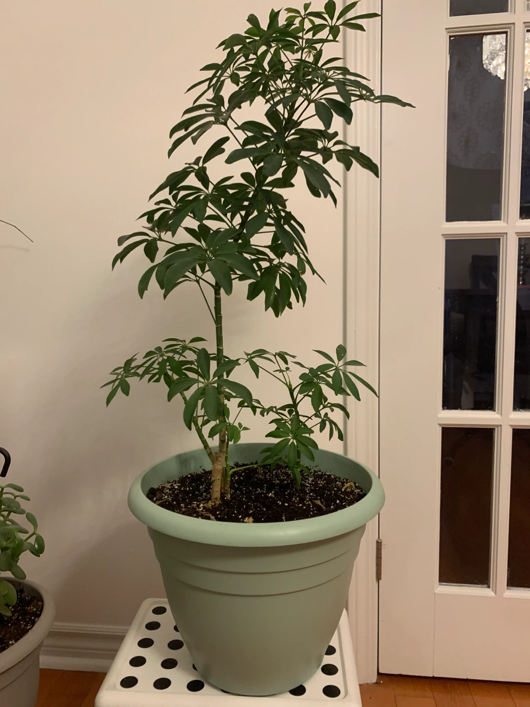 Tall Mature Umbrella Plant (Schefflera) – Comes with Pot