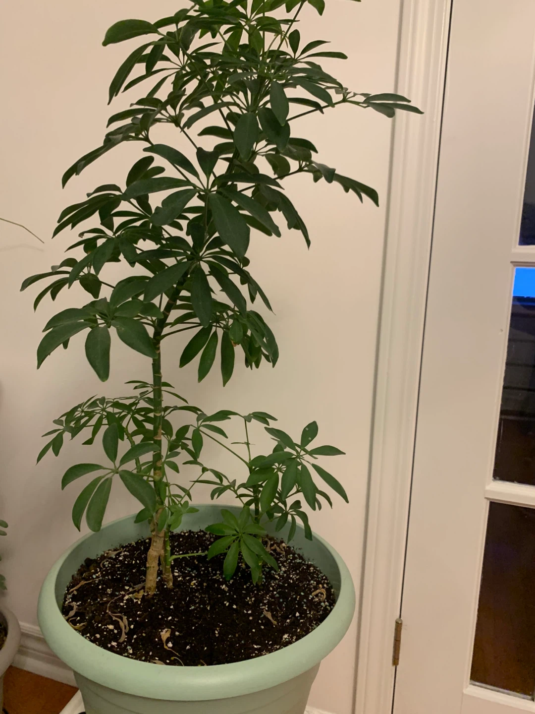Tall Mature Umbrella Plant (Schefflera) – Comes with Pot - photo 3