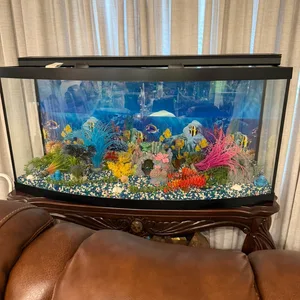 Curved Front Aquarium with Decorations and Fish