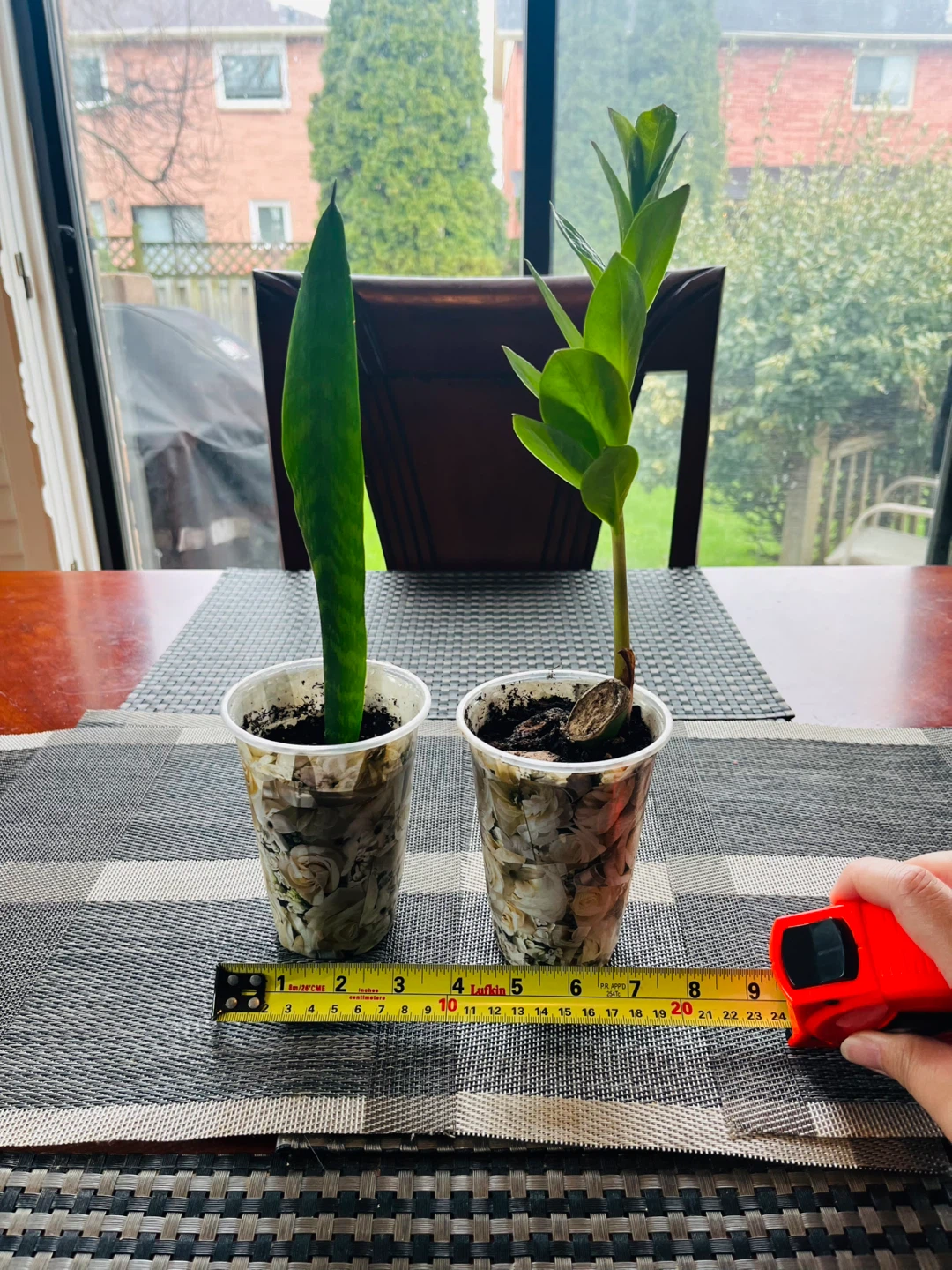 PLANT SET: Snake and Zamioculcas (ZZ)Plant - photo 3