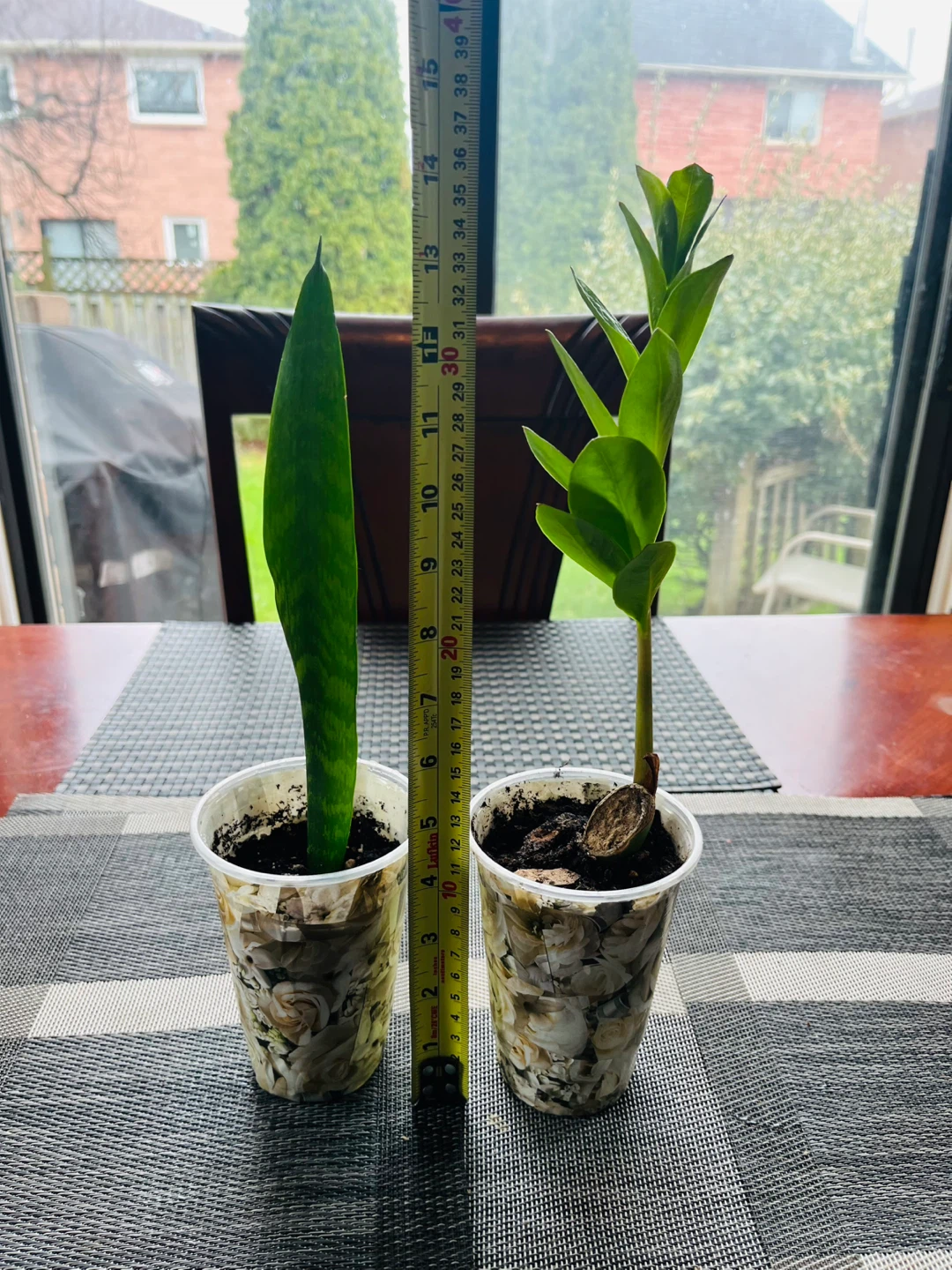 PLANT SET: Snake and Zamioculcas (ZZ)Plant - photo 4