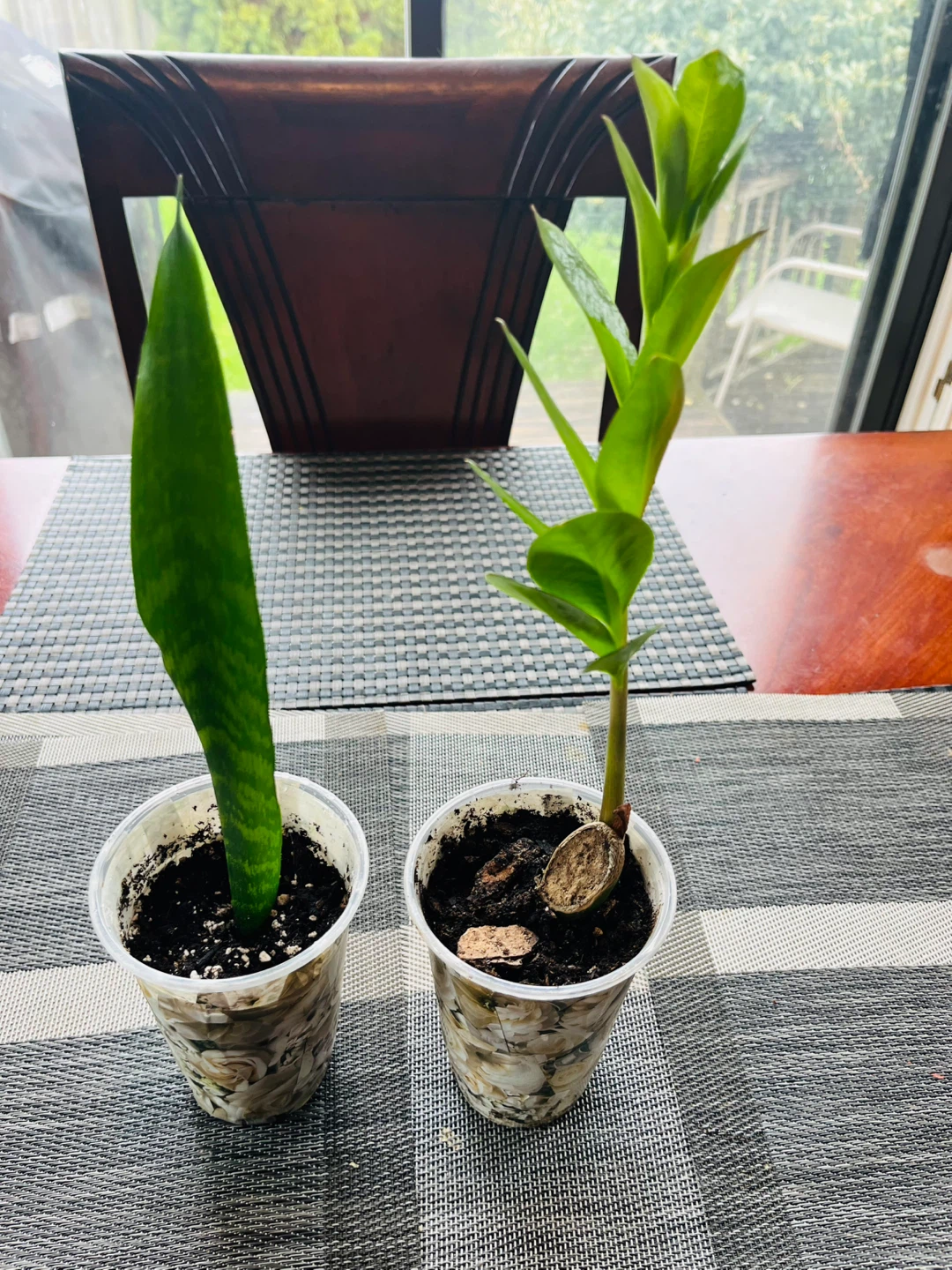 PLANT SET: Snake and Zamioculcas (ZZ)Plant - photo 2