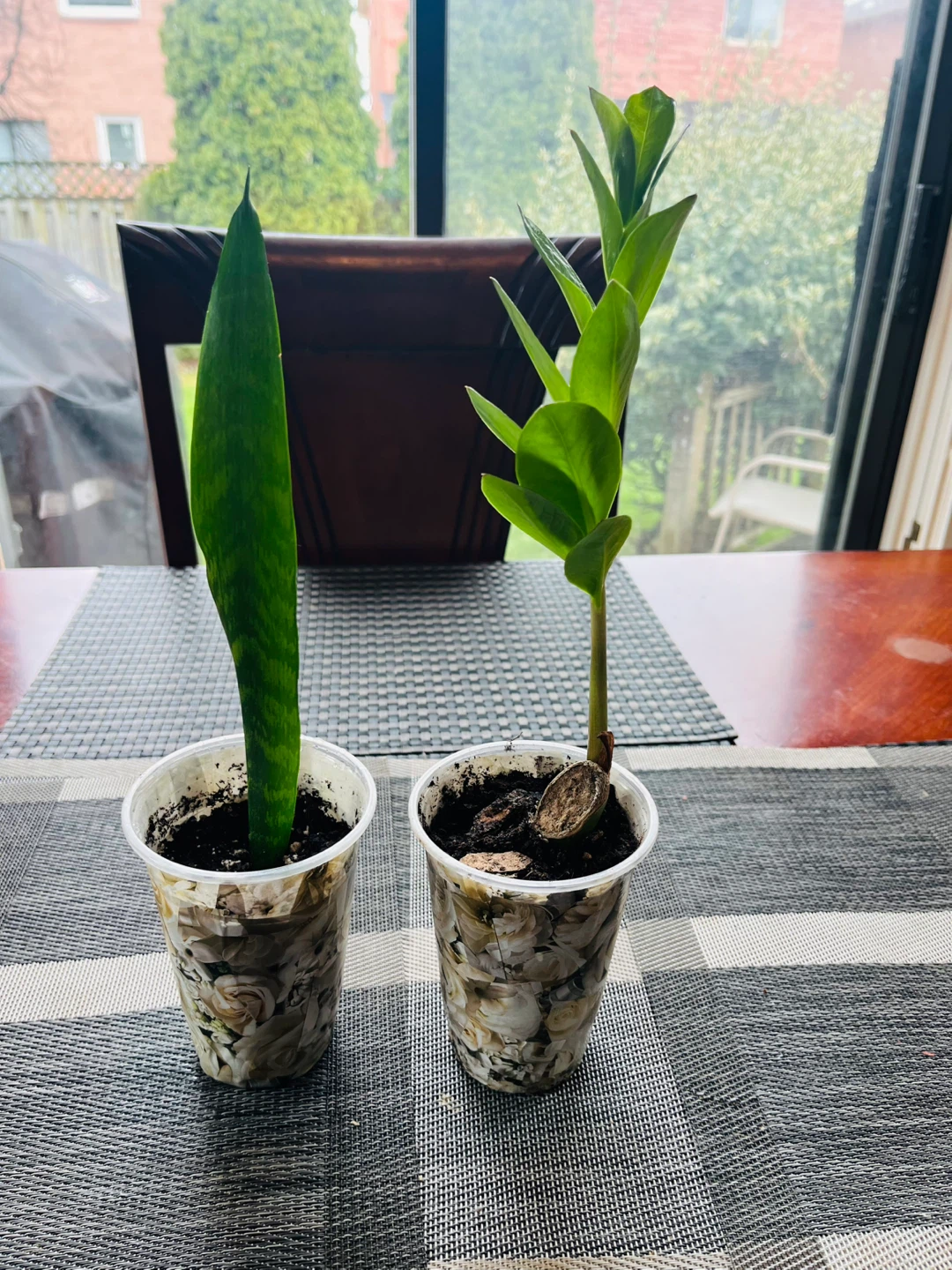 PLANT SET: Snake and Zamioculcas (ZZ)Plant